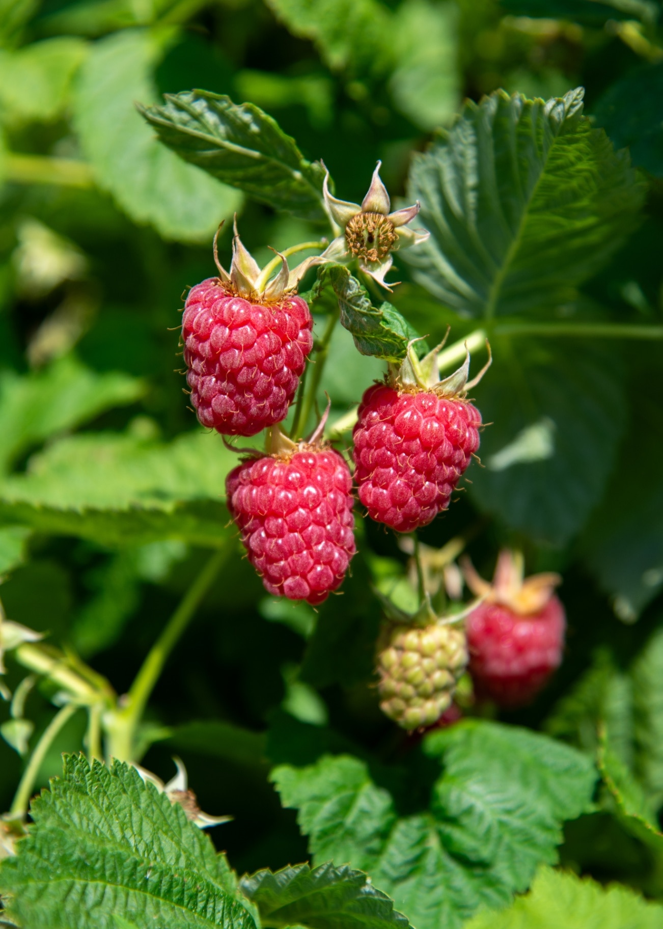 Raspberry bush with large saturated perfect-shape berries.