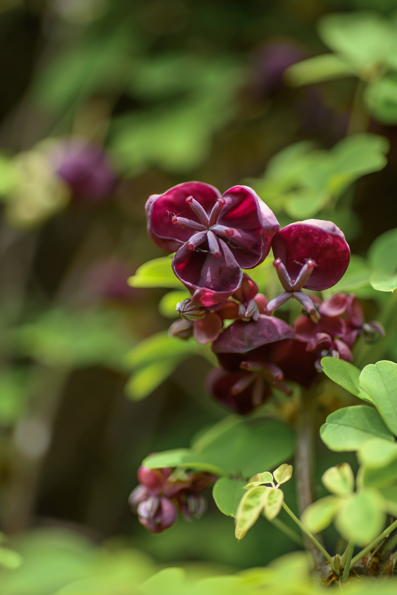 Close-up. Small unusual Chocolate vine purple flowers Close-Up of Akebia Quinata (Chocolate Vine) Flower in Bloom