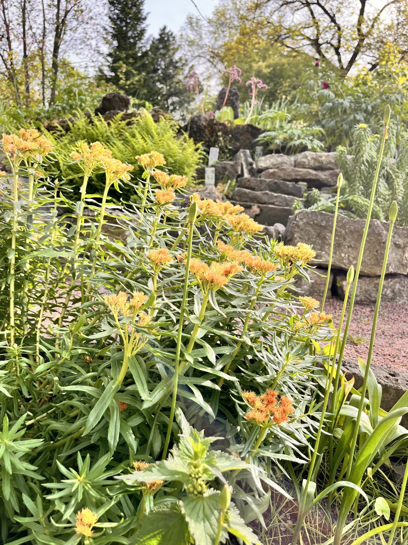 Blooming Rhodiola linearifolia. A perennial succulent plant with yellow inflorescences in rockeries and rock gardens . Nature background
