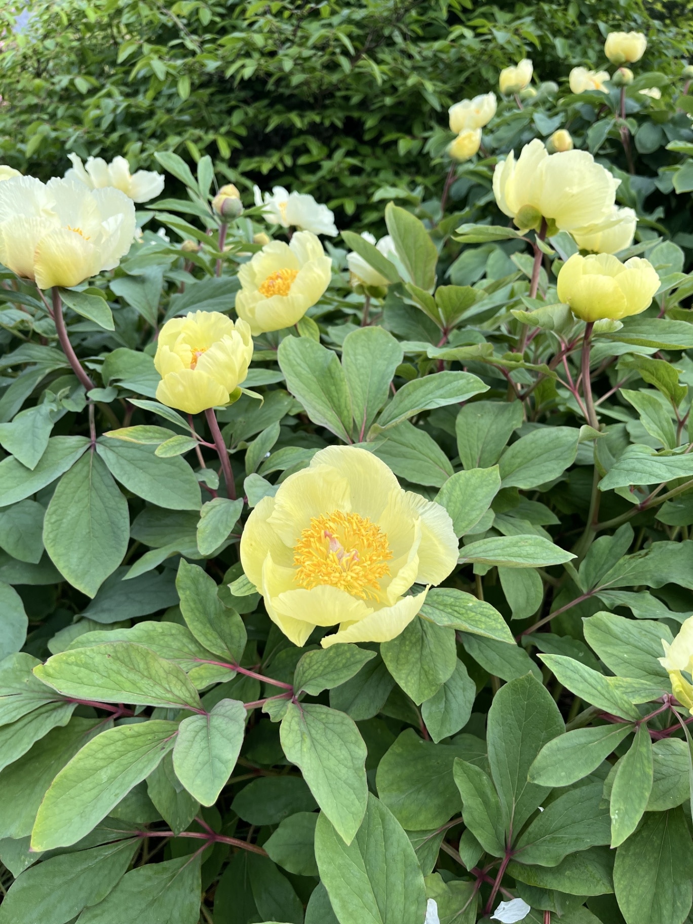 Yellow flowering paeonia mlokosewitschii bush