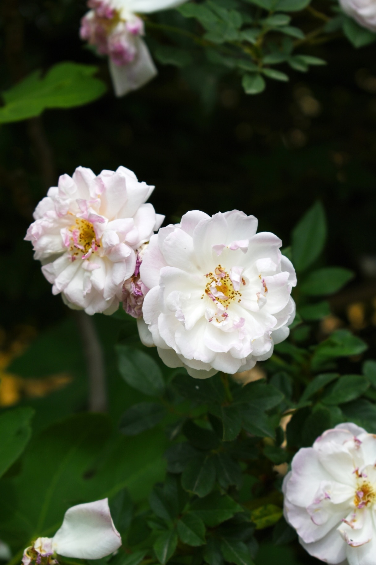 Rosa ‘Maiden’s Blush’