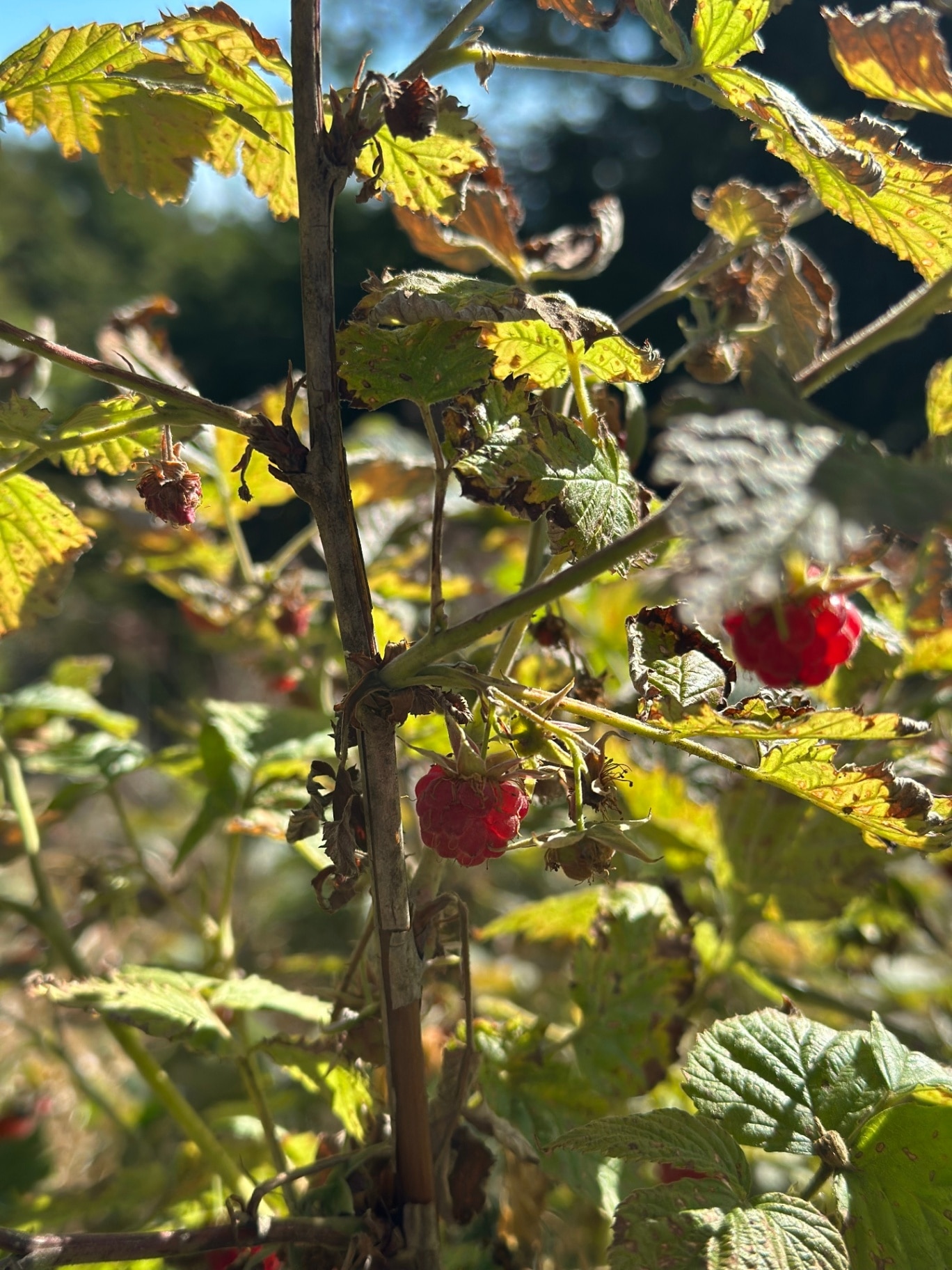 forest raspberries, mountain raspberries, plants, nature