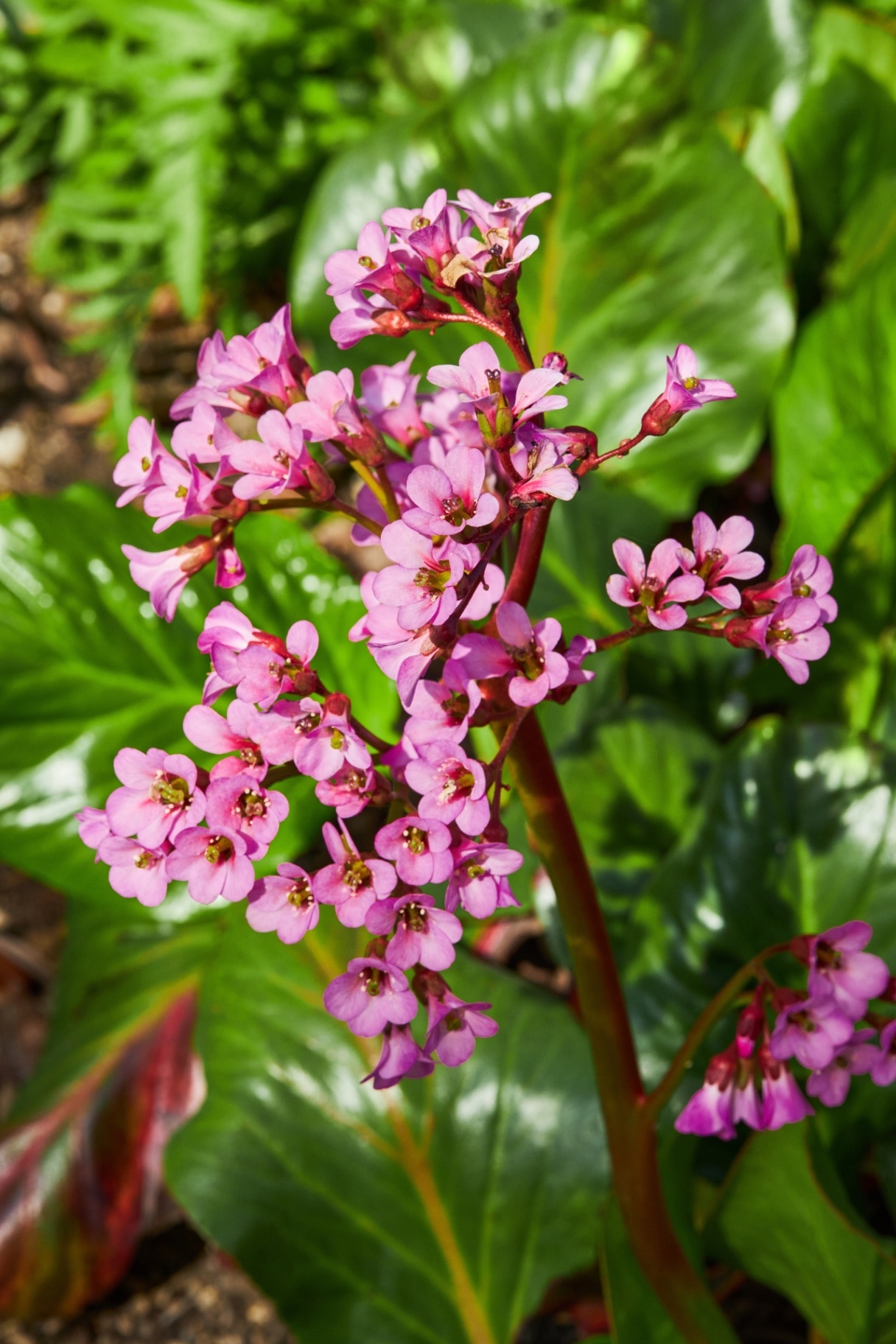 Blooming bergenia eroica in the garden