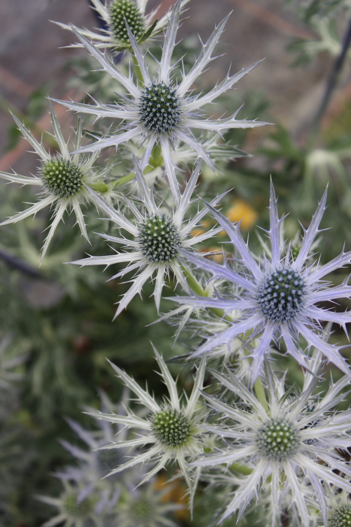 Eryngium 'Big Blue', sea holly, perennial with blue blossoms