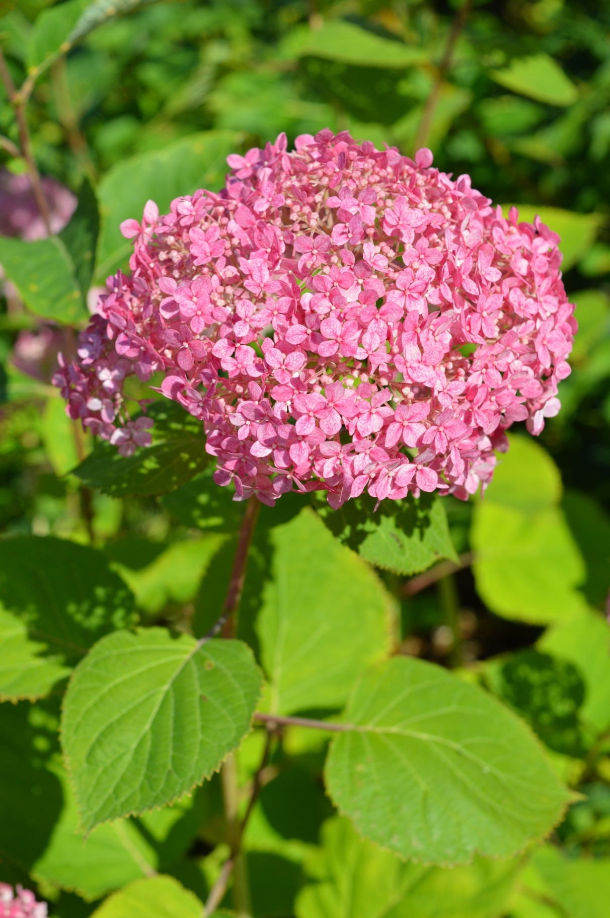 Hydrangea arborescens Pink Annabelle blooming