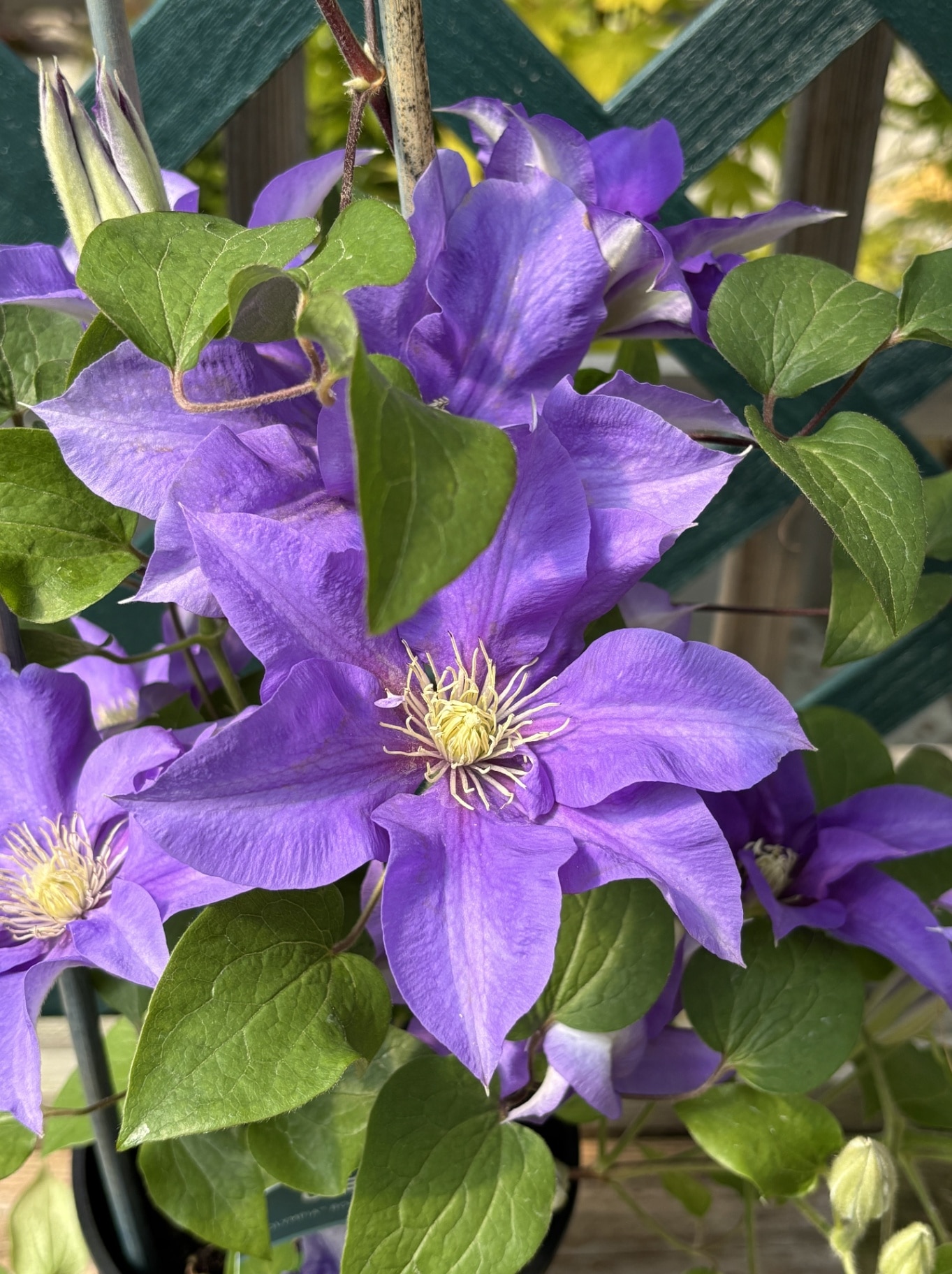 Clematis 'Olympia' 