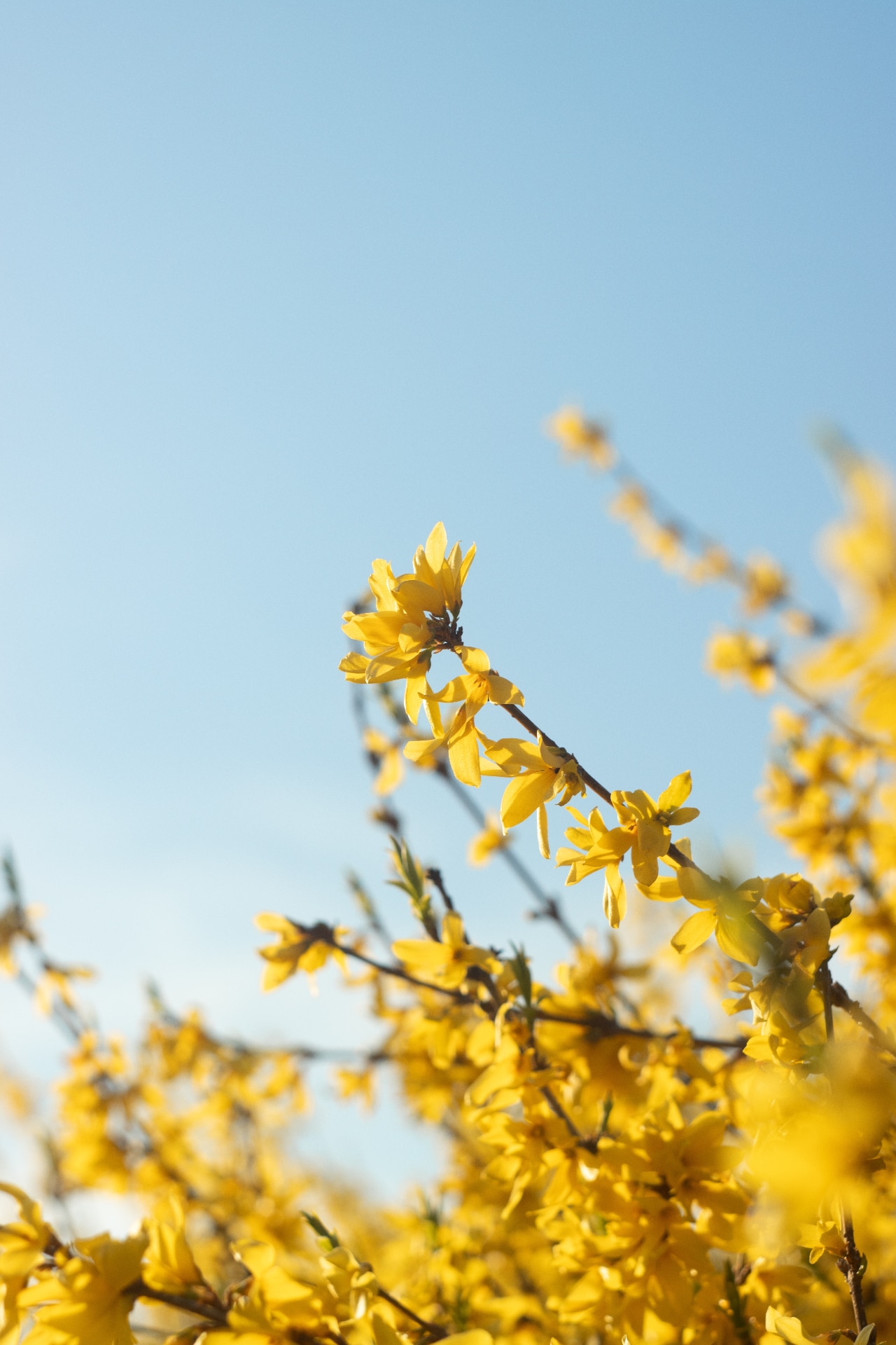 Branches of yellow forsythia bush against blue sky