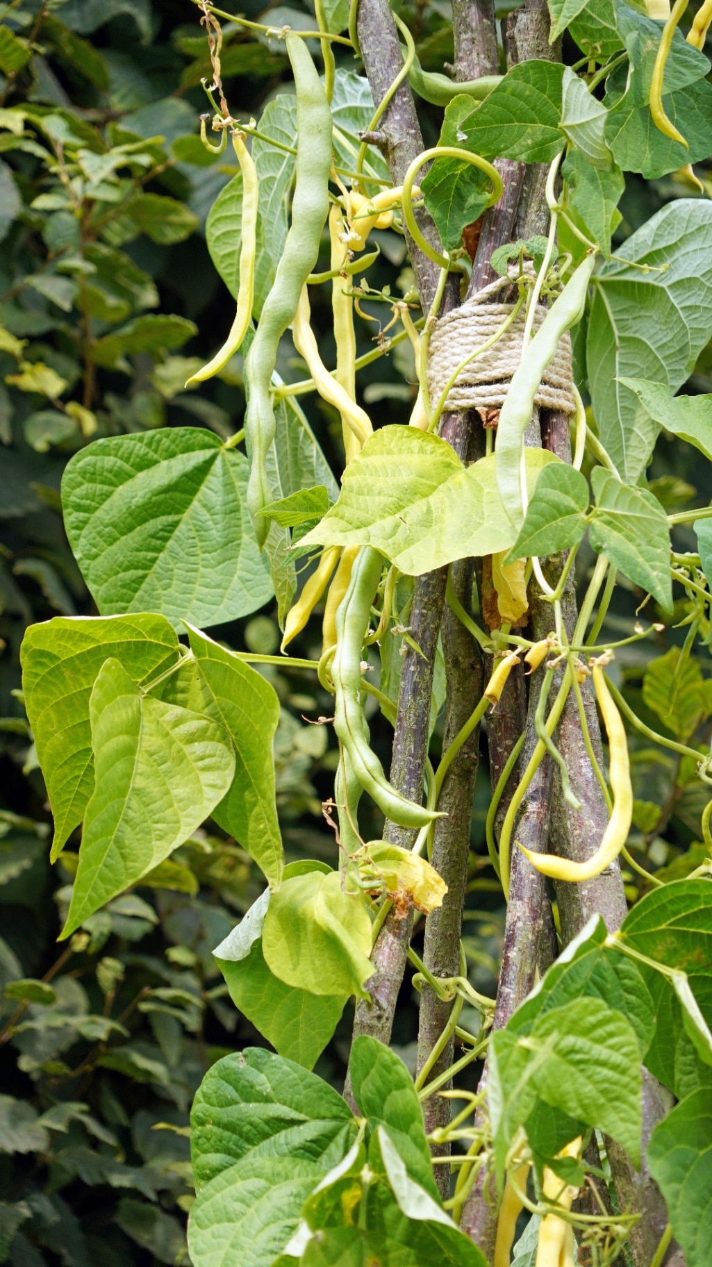 French Beans growing in August, Derbyshire England 