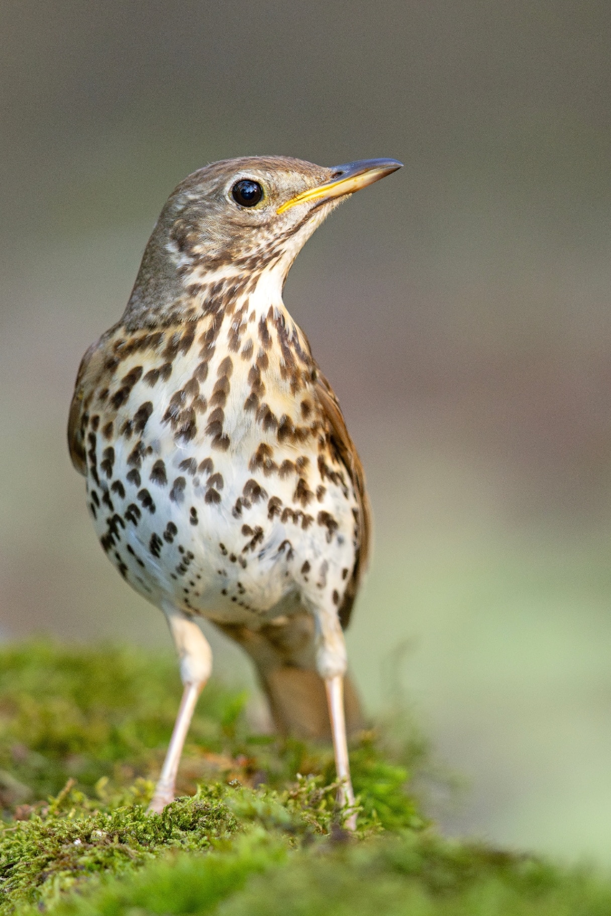 The song thrush (Turdus philomelos) is a thrush that breeds across the West Palearctic
