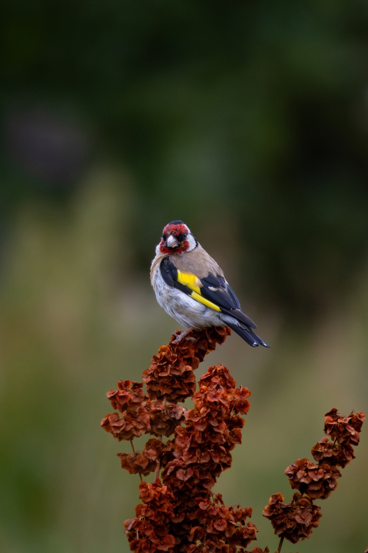 European goldfinch (Carduelis carduelis) sitting on a branch