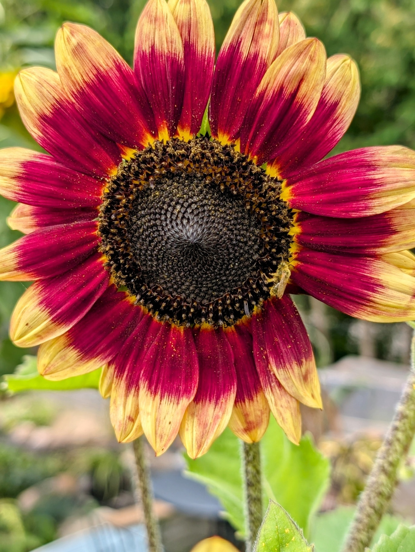 close up photos of red autumn beauty sunflowers in full bloom