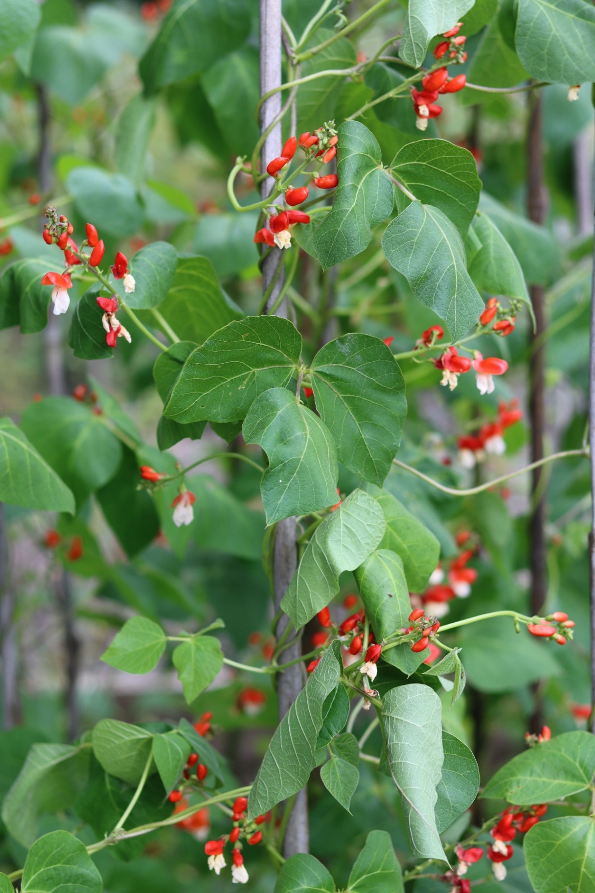 Runner beans growing in a vegetable garden