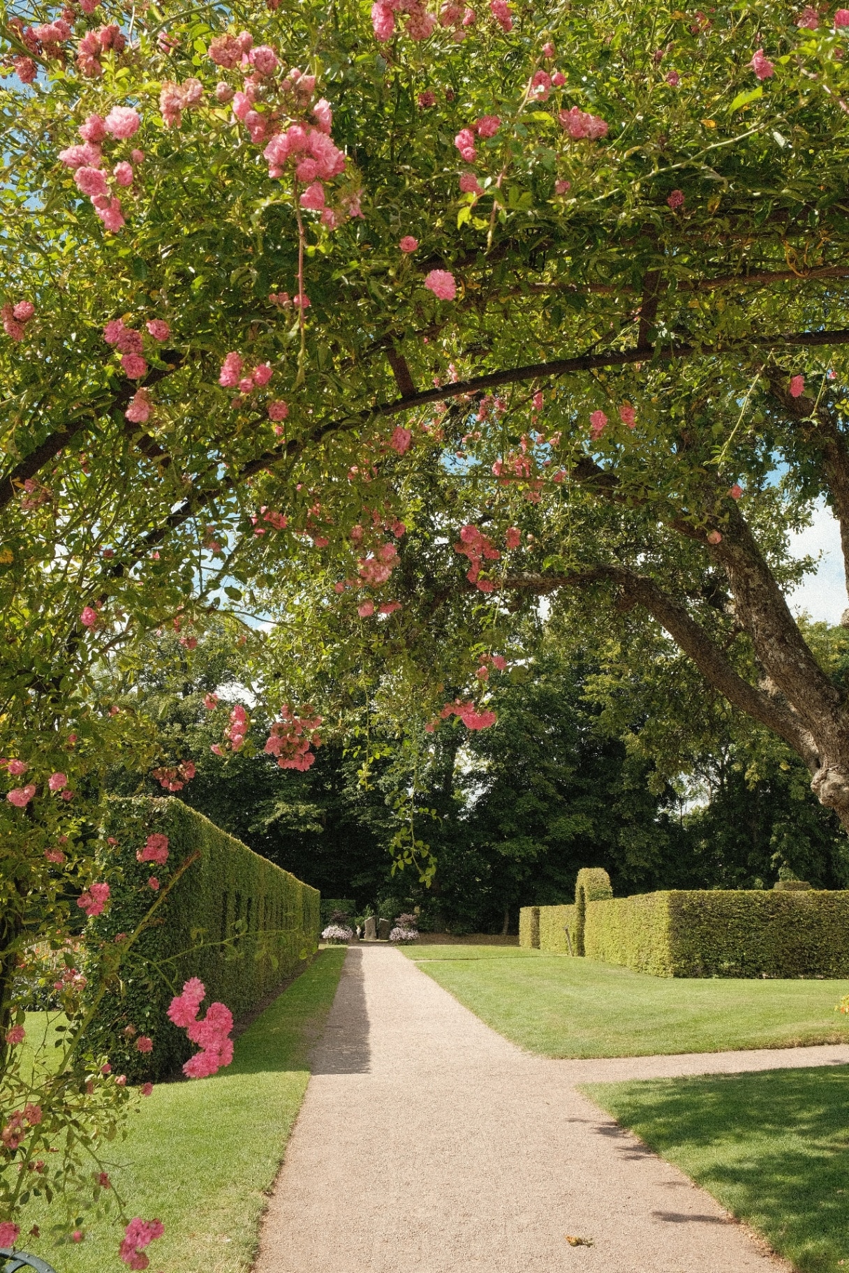 Beautiful garden pathway framed by blooming pink roses on an arch, with neatly trimmed hedges and green lawns, creating a peaceful and romantic outdoor scene in summer daylight.