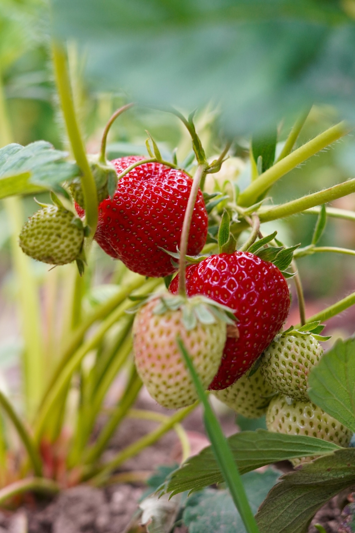 Fresh strawberries growing in the garden