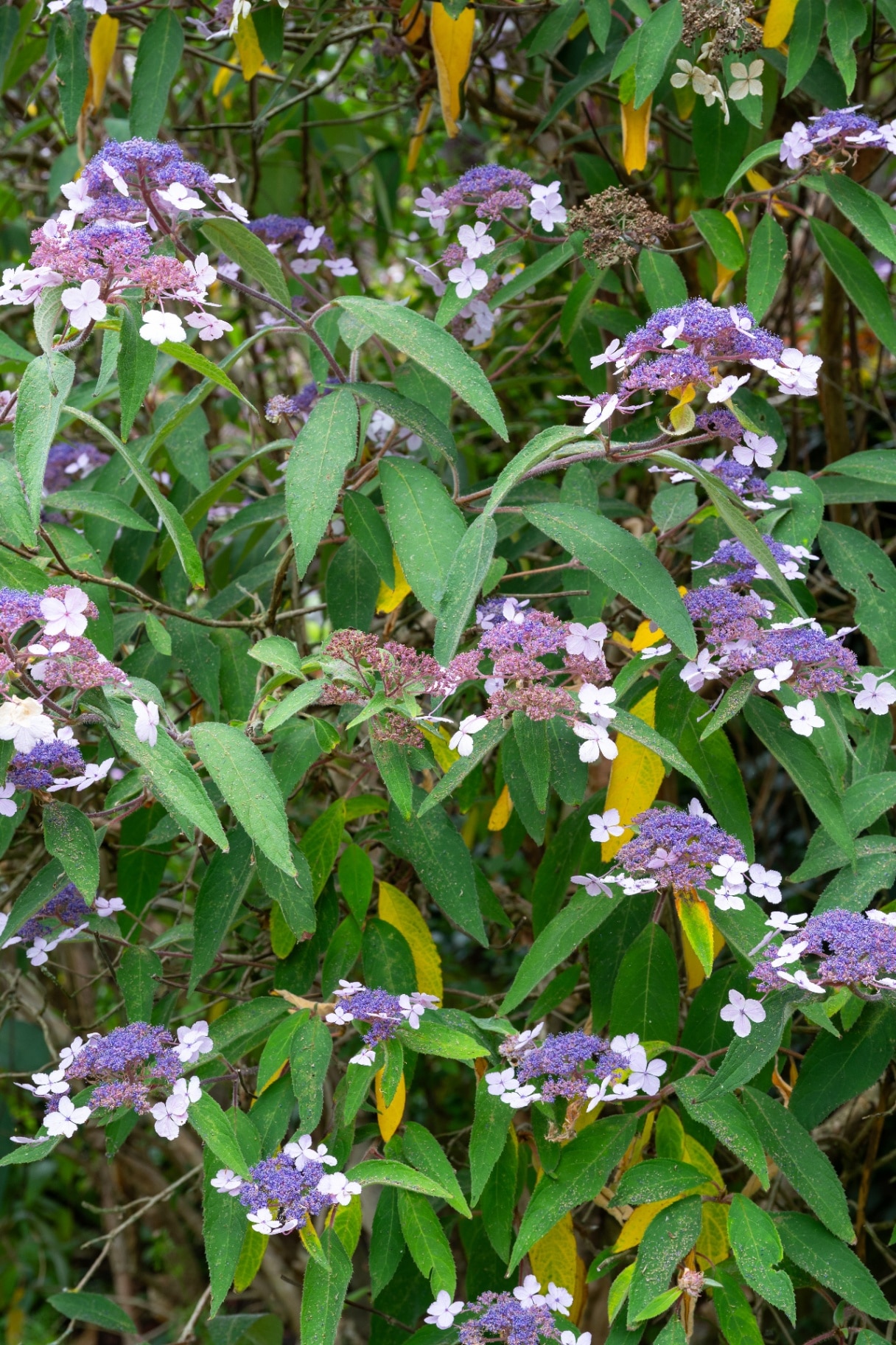 Flowers of Hydrangea aspera villosa group