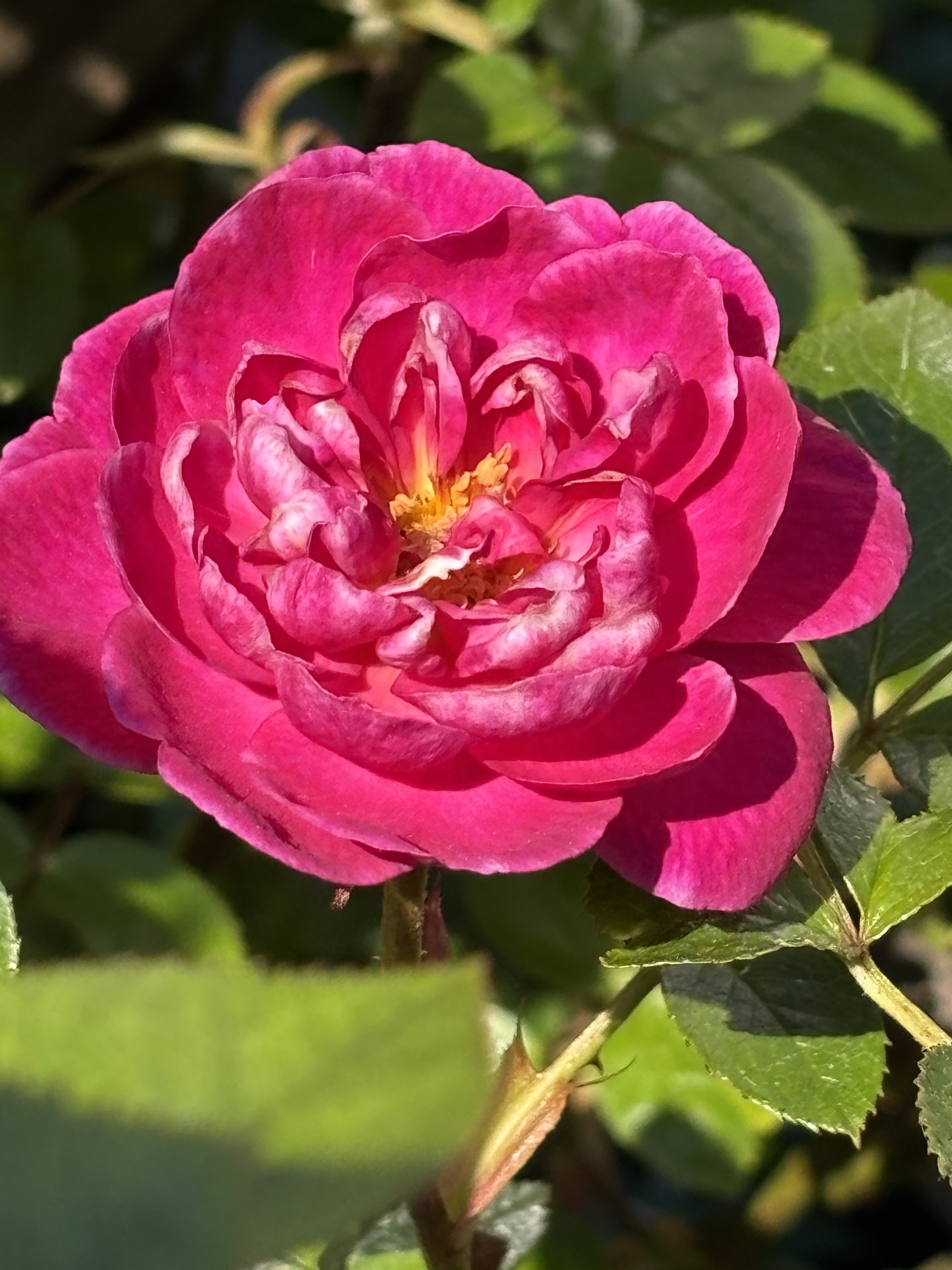 Rosa 'Gloriana'; rose with dark pink blossoms