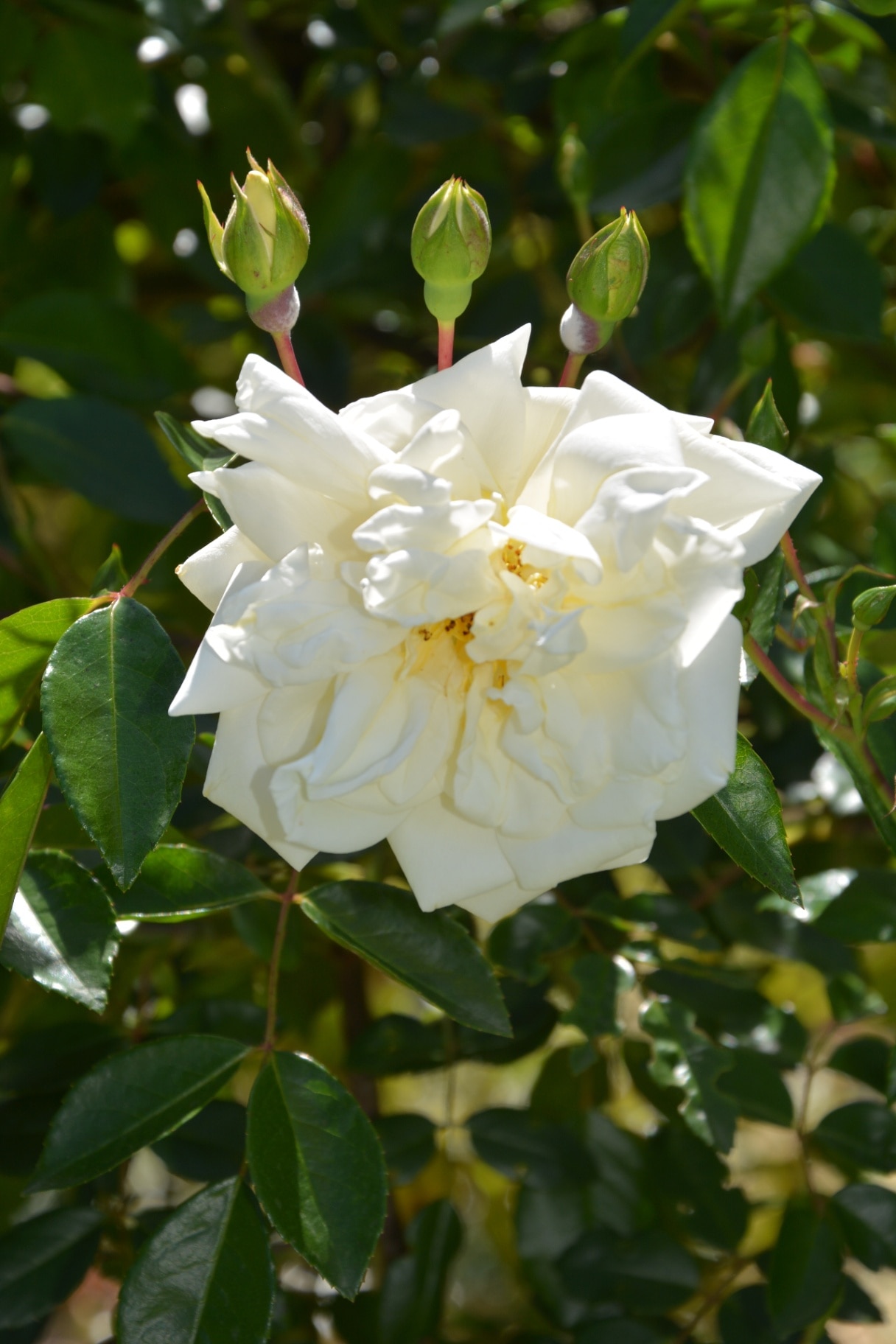 Rosa 'Albéric Barbier'; rose with white blossoms
