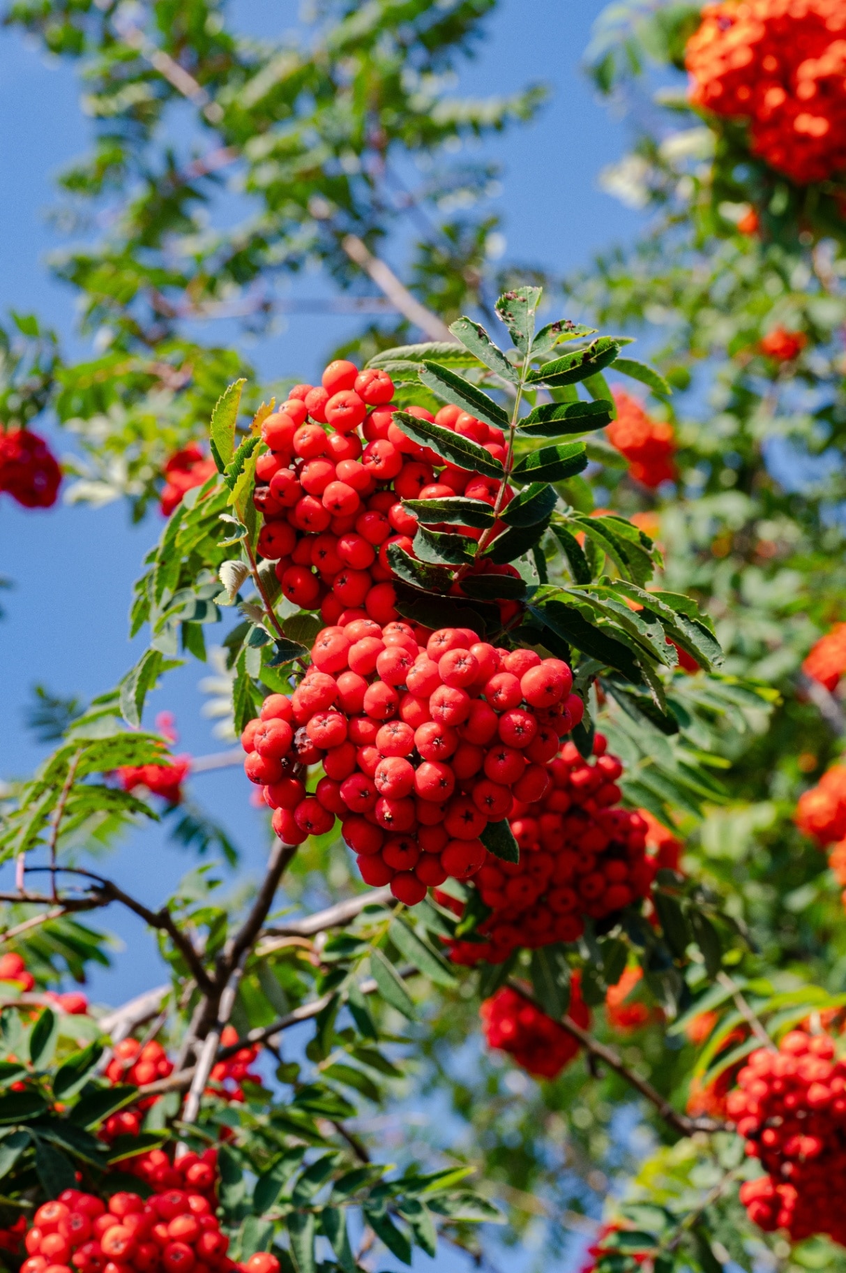 Clusters of bright red rowan berries (Sorbus aucuparia) hanging on branches with green leaves against a clear blue sky