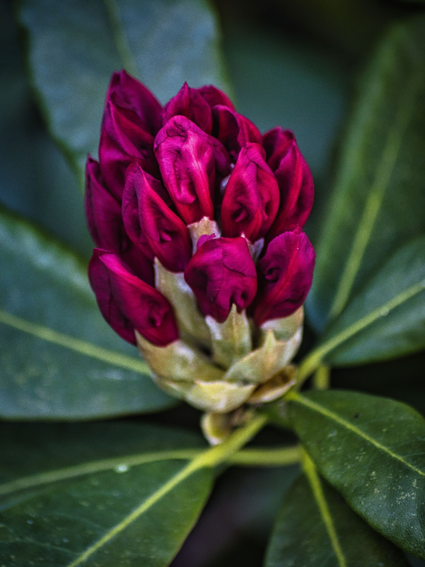 A vertical closeup of Rhododendron flower buds with green foliage