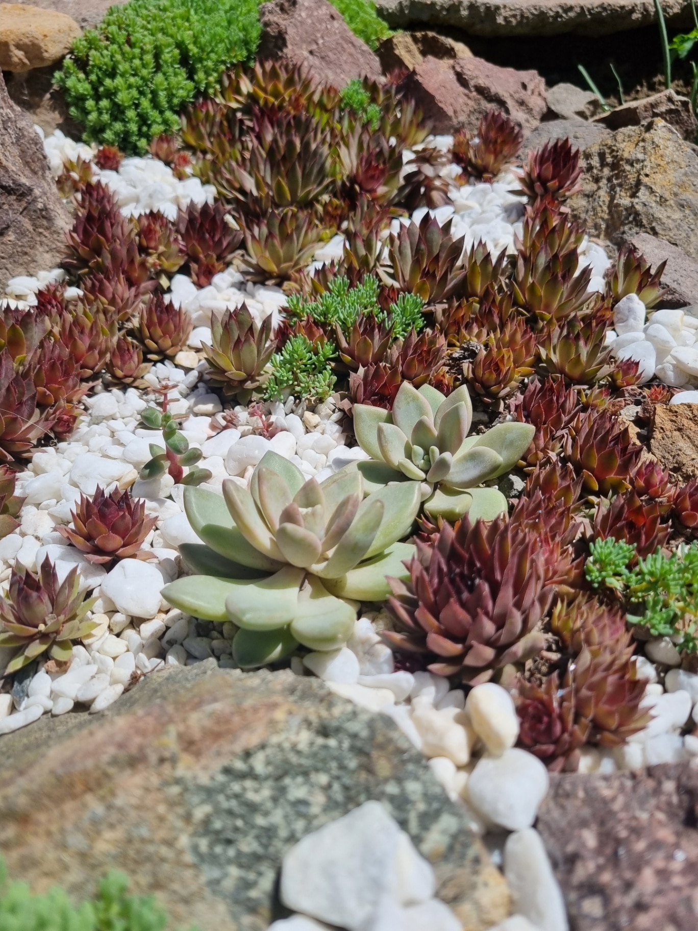 Close-up of various succulent plants in a rock garden, showing their shapes, textures, and green shades.