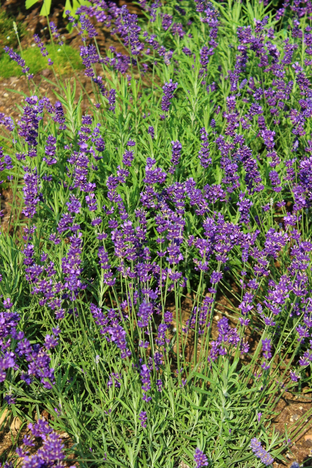Lavandula angustifolia 'Hidcote'