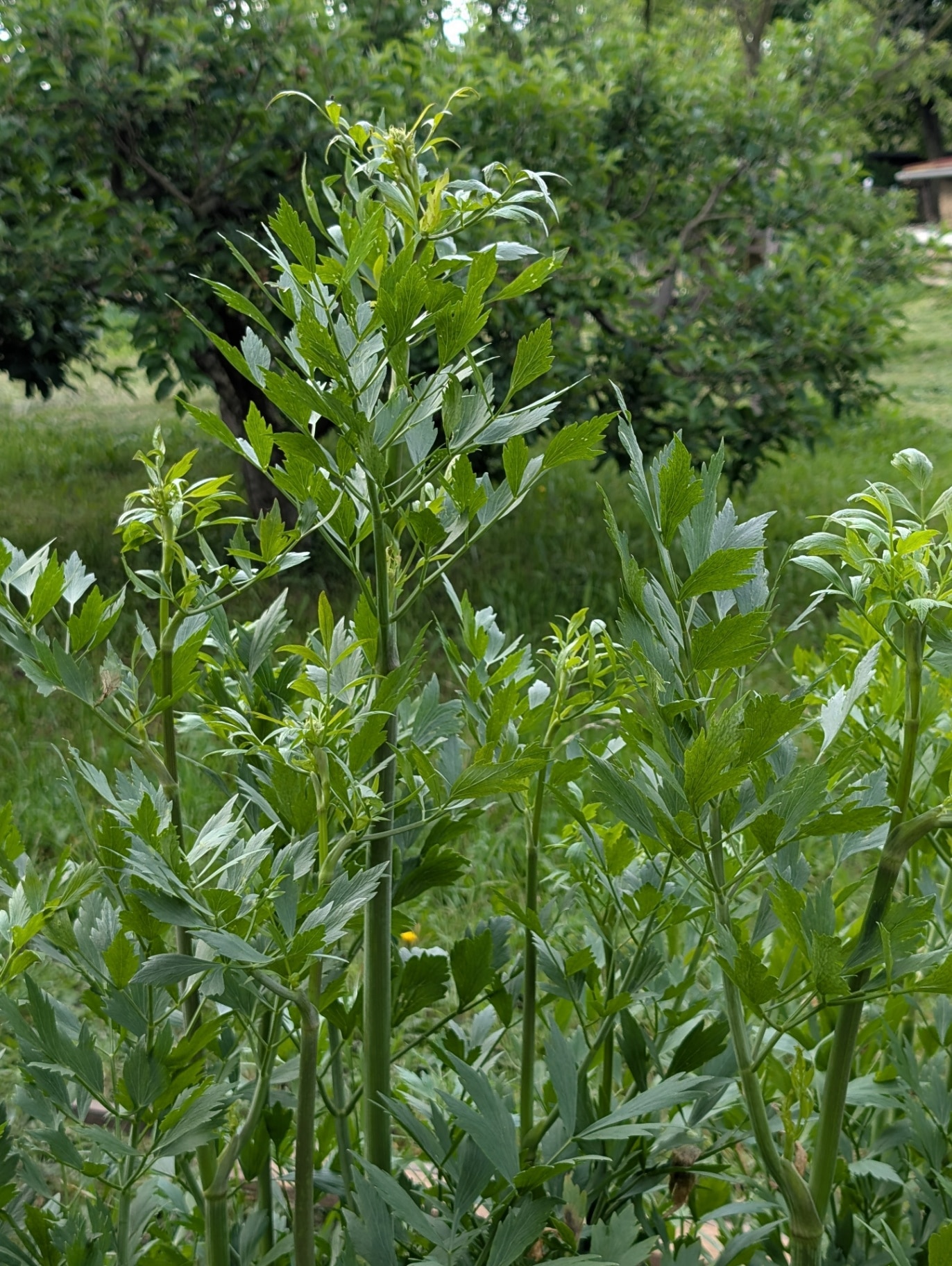 big fresh lovage plant in the summer garden