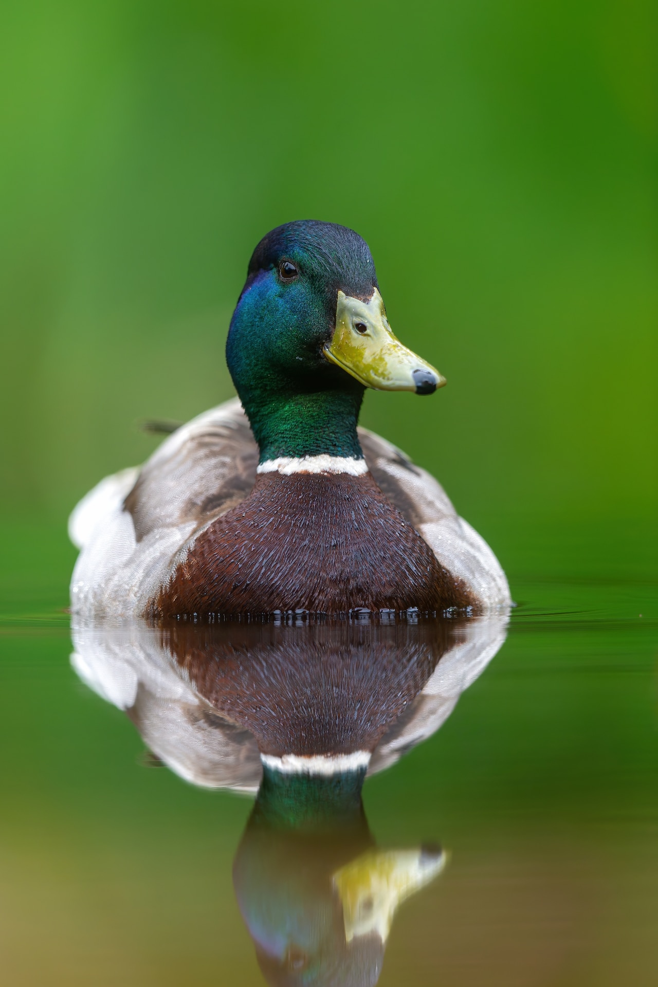 Mallard or wild duck (Anas platyrhynchos) male swimming in a pond in the Netherland with a green background