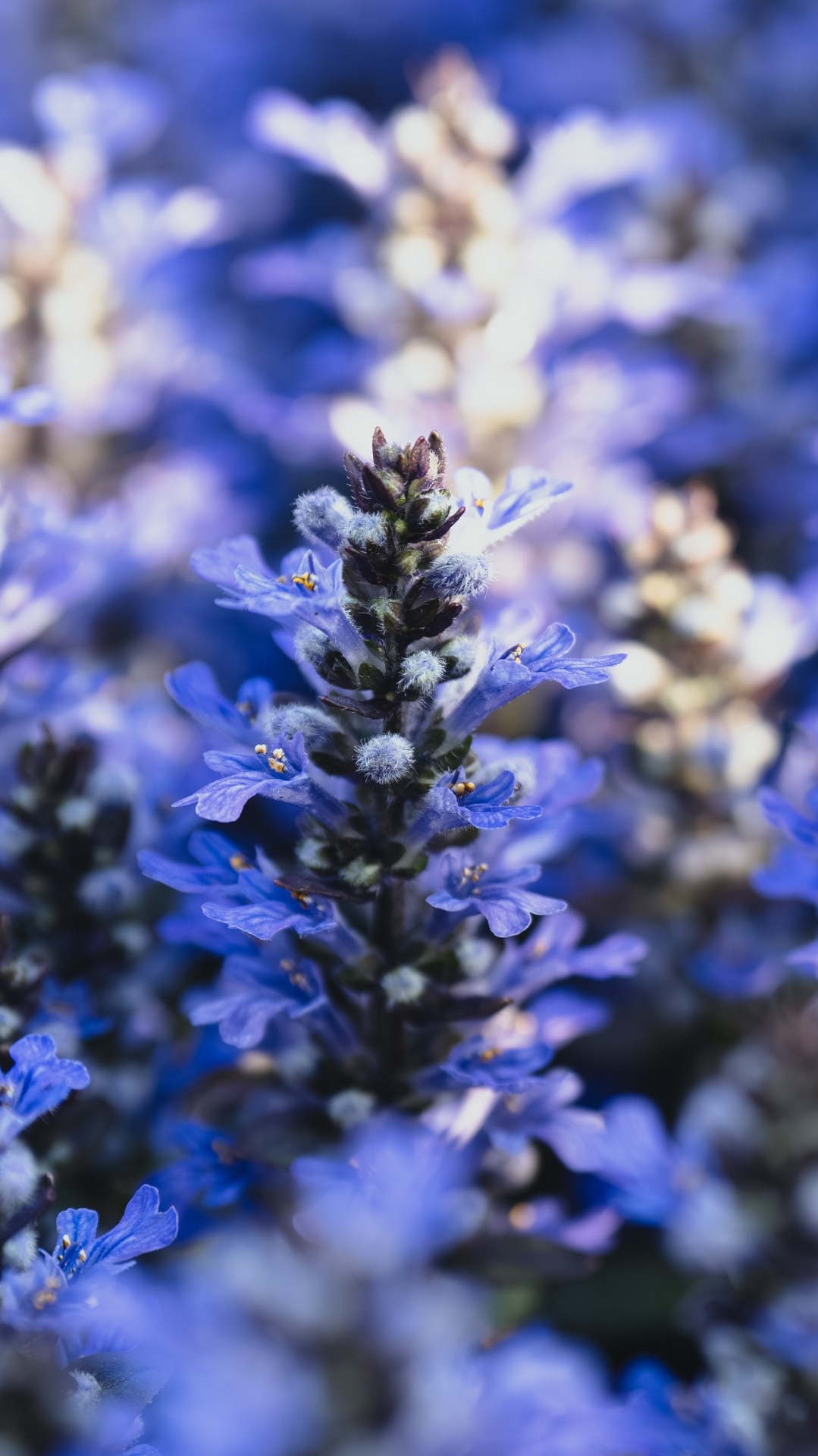 Field of Blue Ajuga Blooming in Sunshine