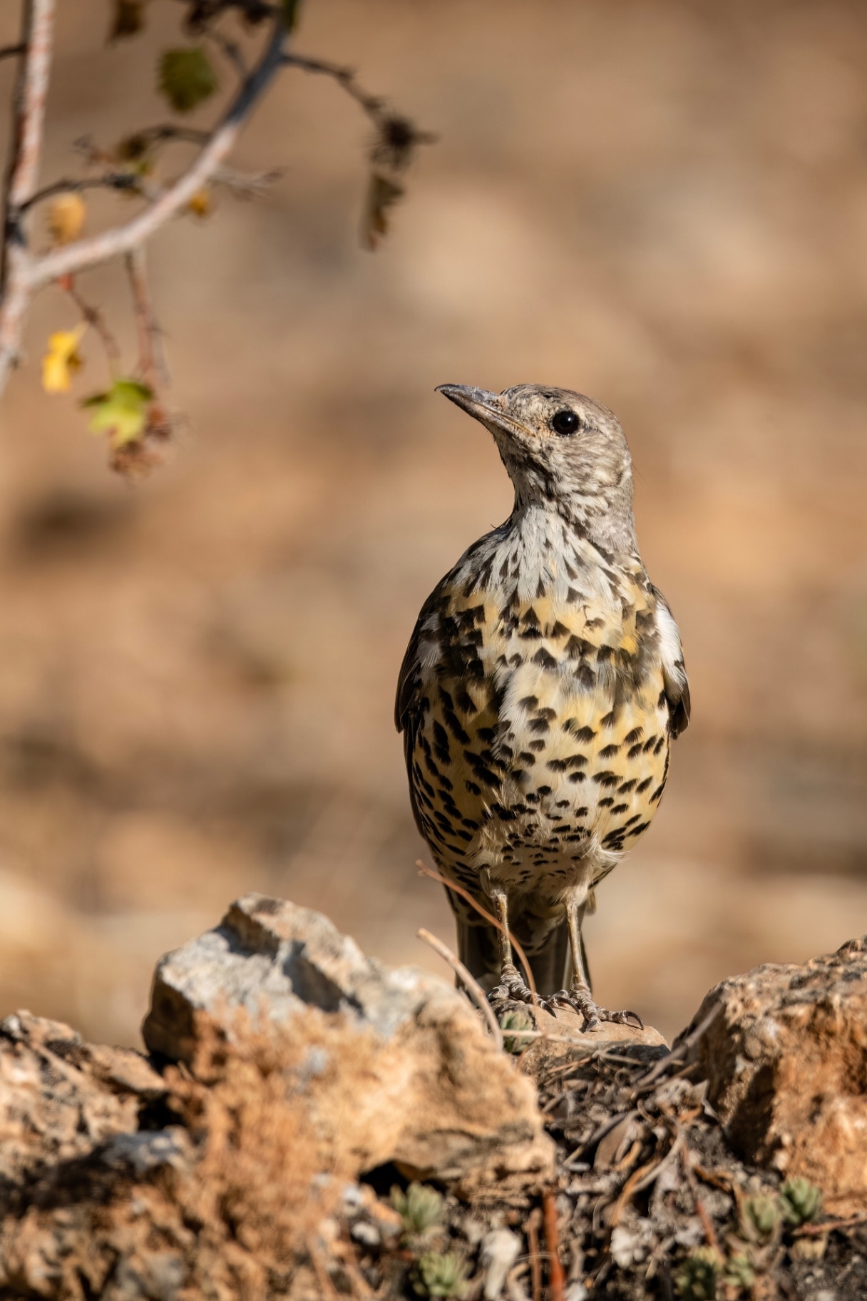 Mistle thrush standing upright on rocky terrain in soft sunlight