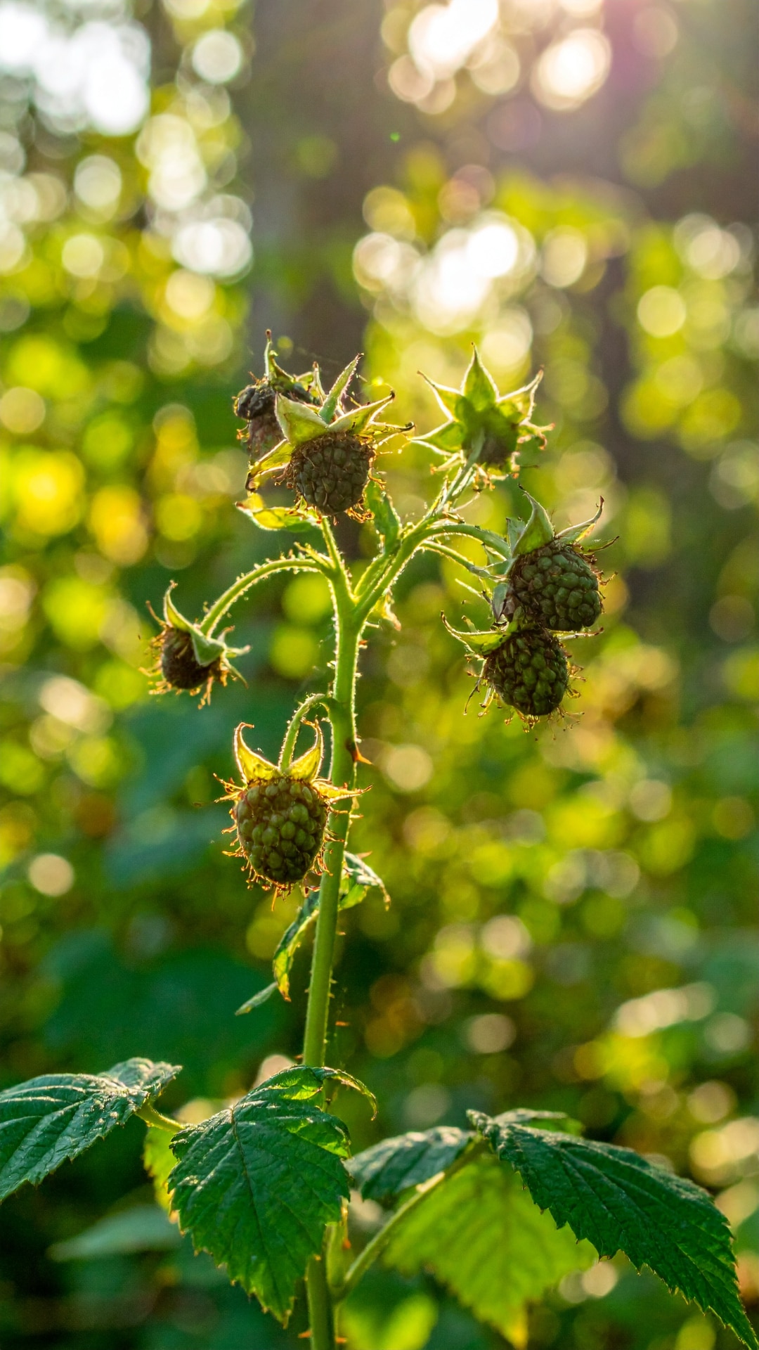 Wild raspberry canes with green unripe berries and thorny stems in a sun-dappled woodland edge