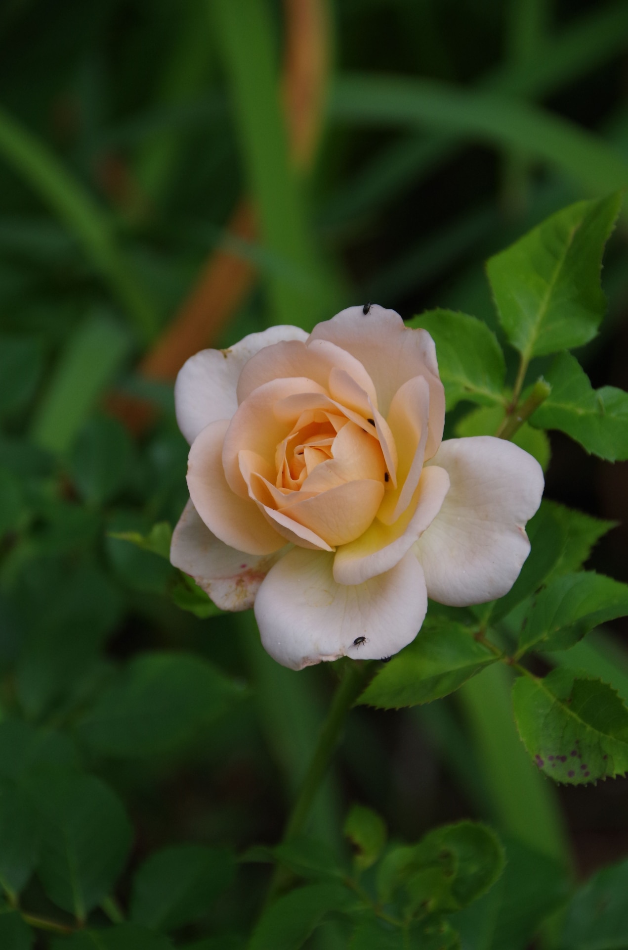 A selective focus of an orange Rosa Buff Beauty