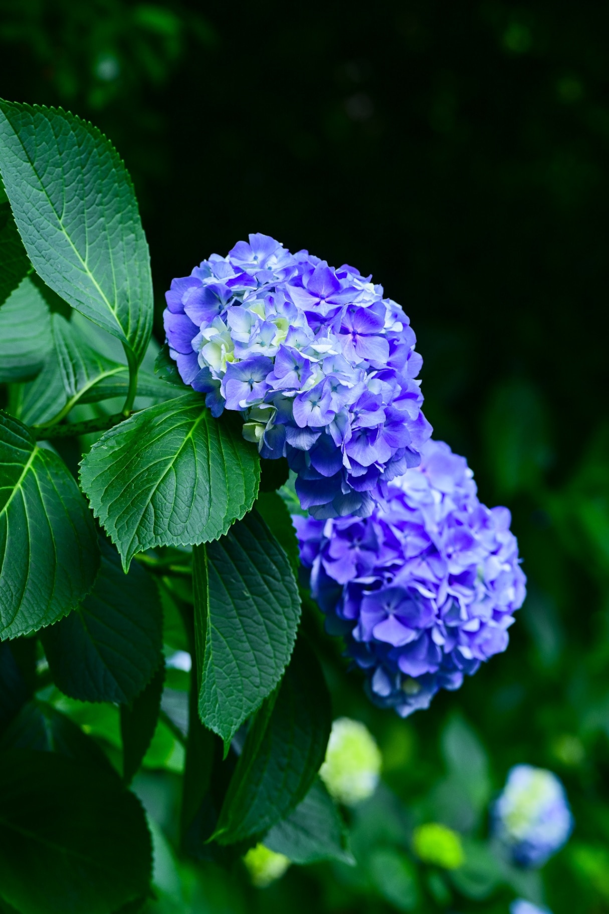Blooming Hydrangea (hortensia) macrophylla in the botanic garden, Batumi