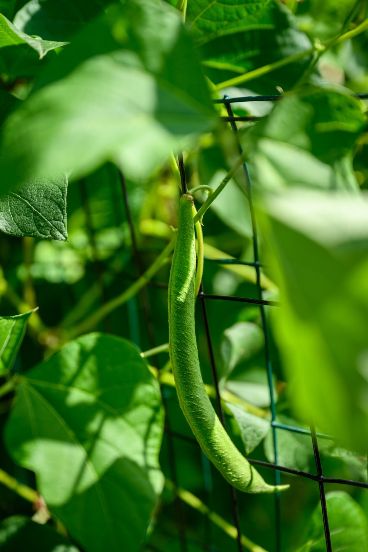 Ripe green bean growing on a Scarlet Runner Bean bush is a kitchen garden on summer day