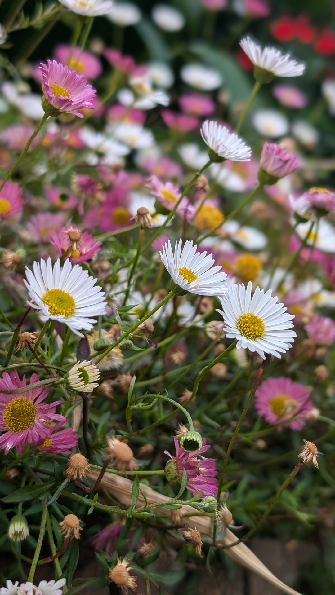 Mexican fleabane (Erigeron karvinskianus) in the Irish countryside