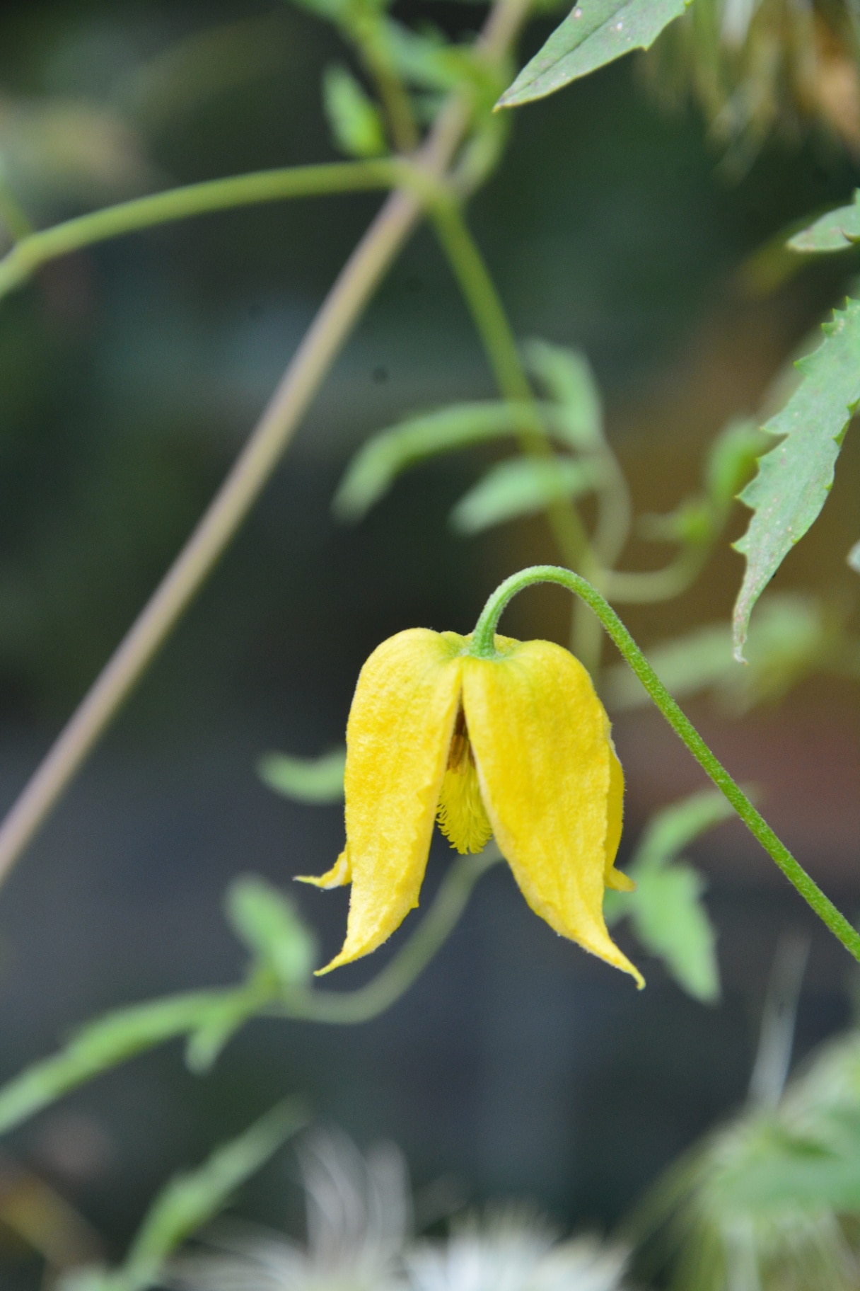 Clematis tangutica