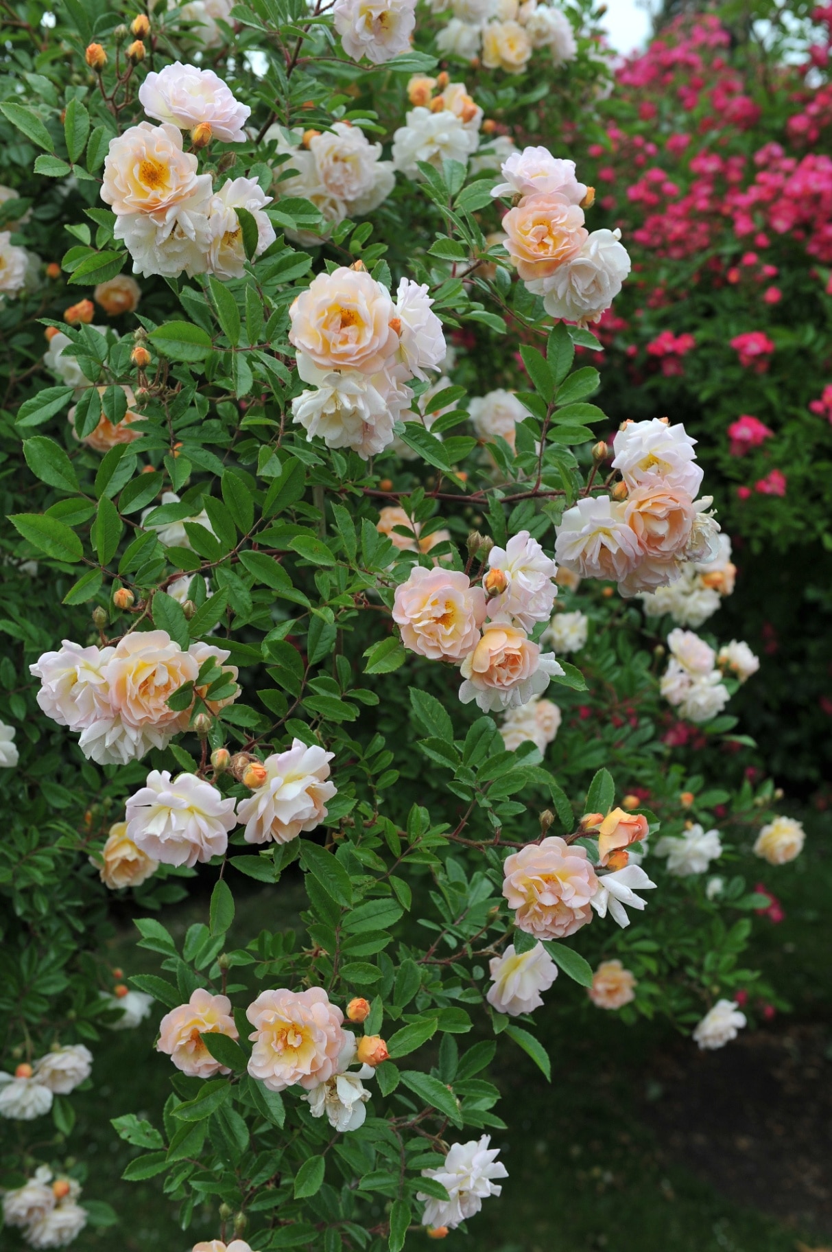 Orange-pink climbing Hybrid Multiflora rose (Rosa) Ghislaine de Feligonde blooms in a garden in June