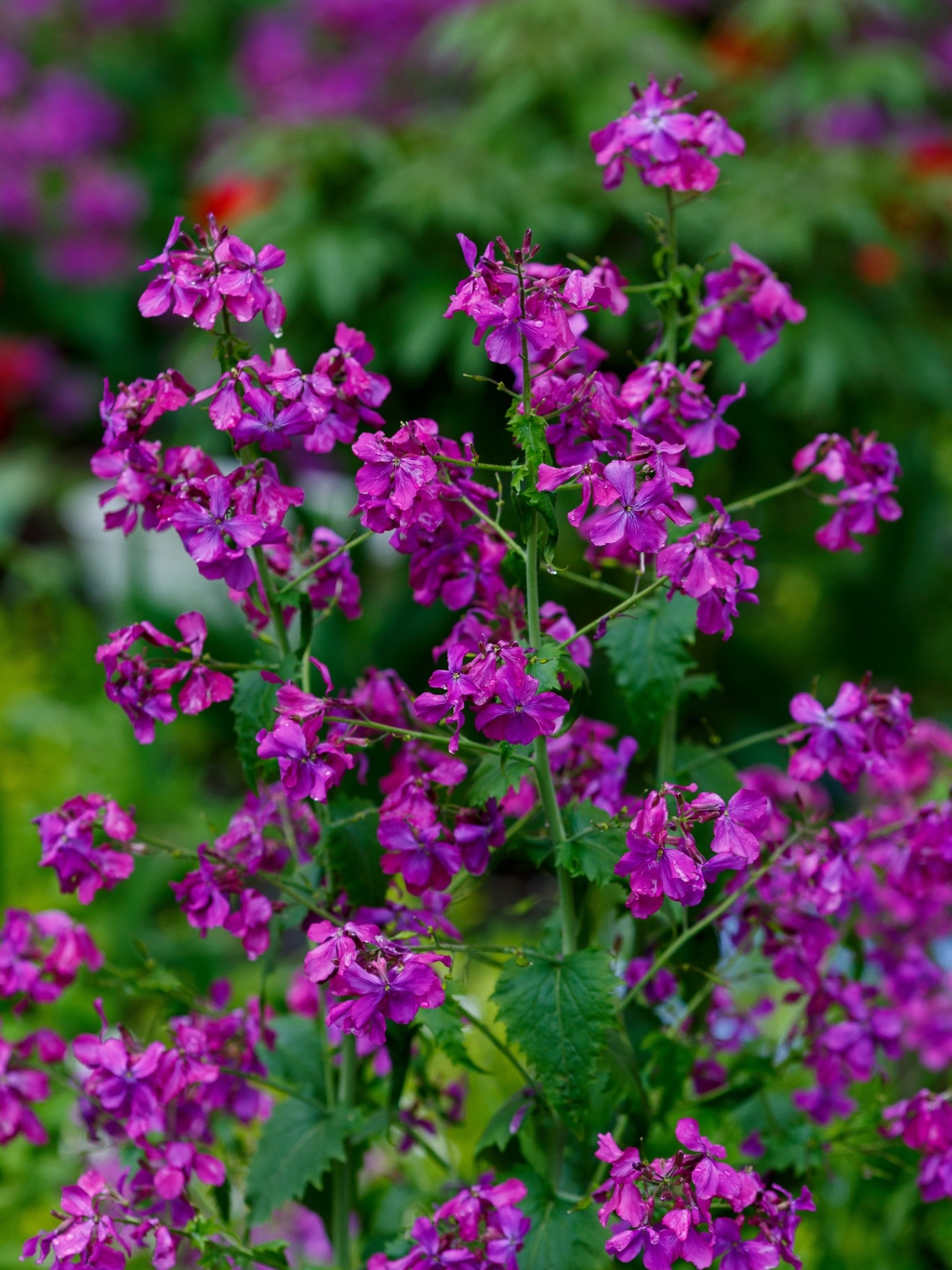 Hesperis matronalis is an herbaceous flowering plant species in the family Brassicaceae