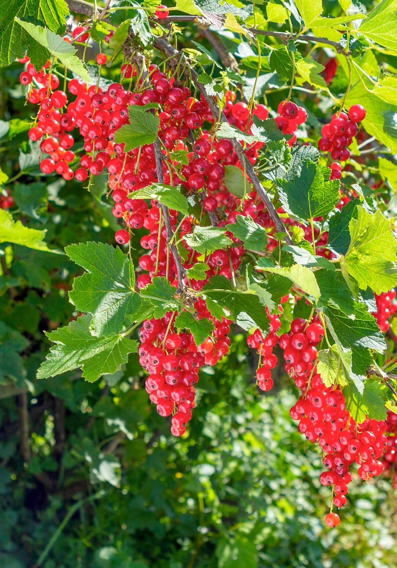 Currant Red. Ripe redcurrant berries on a bush.