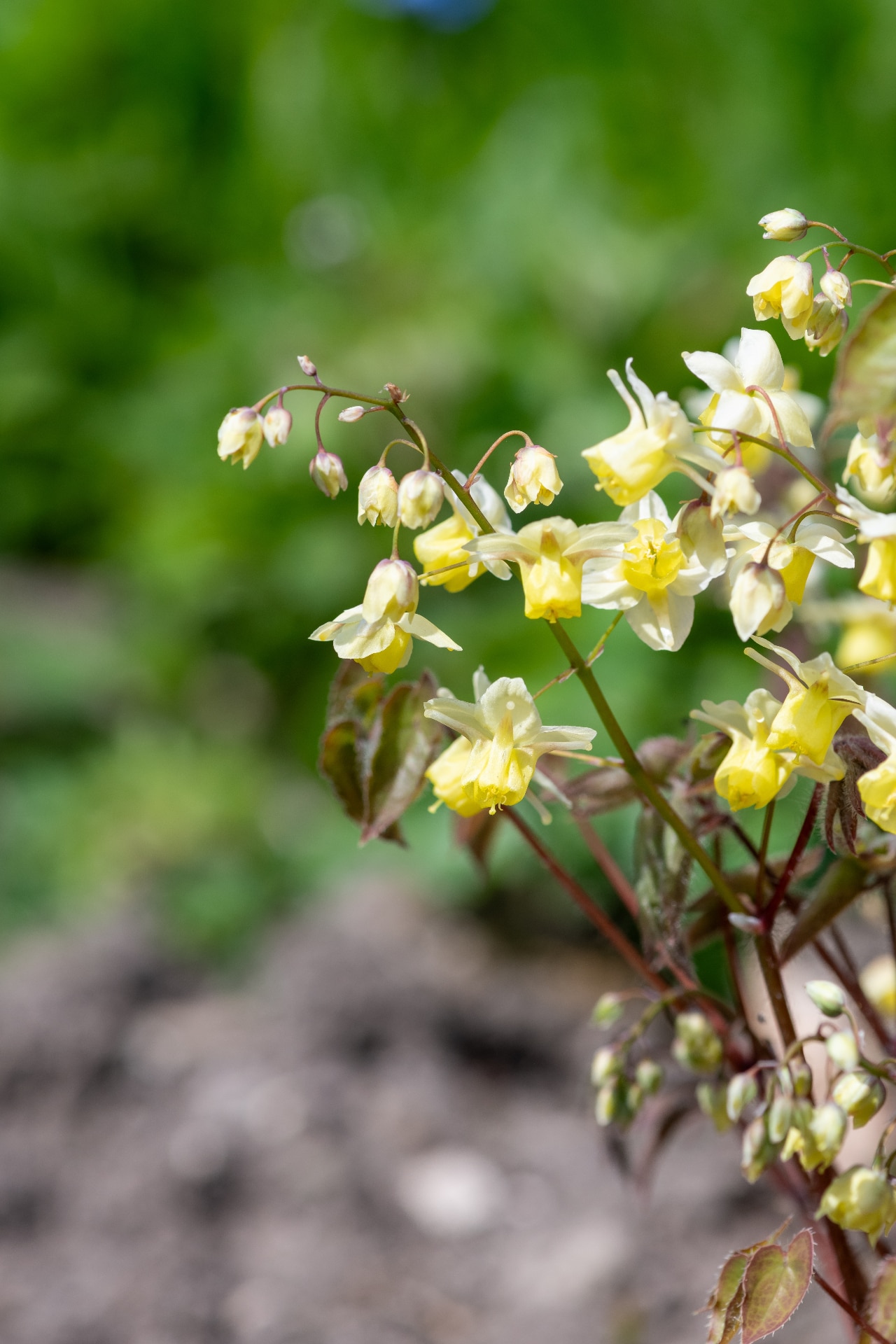 Epimedium