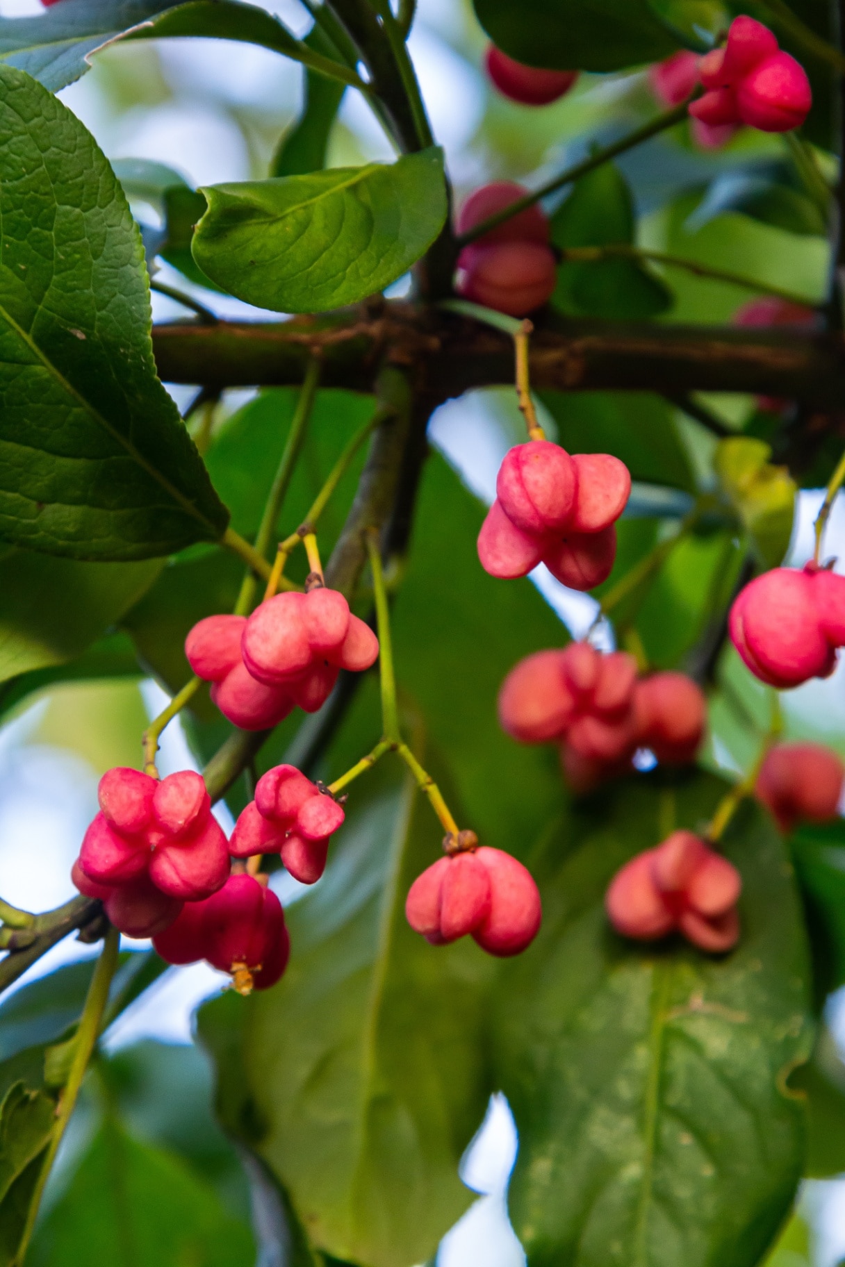 European Spindle Euonymus europaea in park. Red Cascade An autumnal close up image of the deciduous shrub euonymus europaeus.