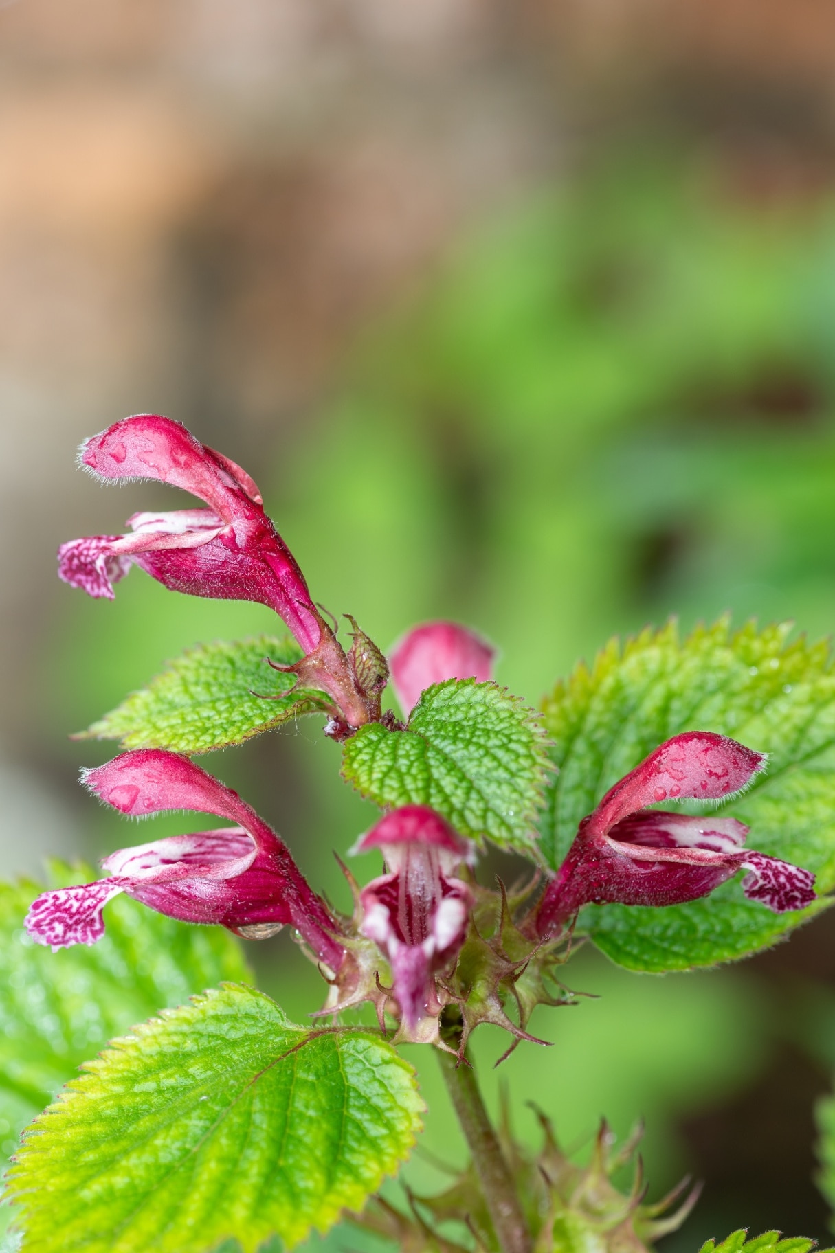 Lamium