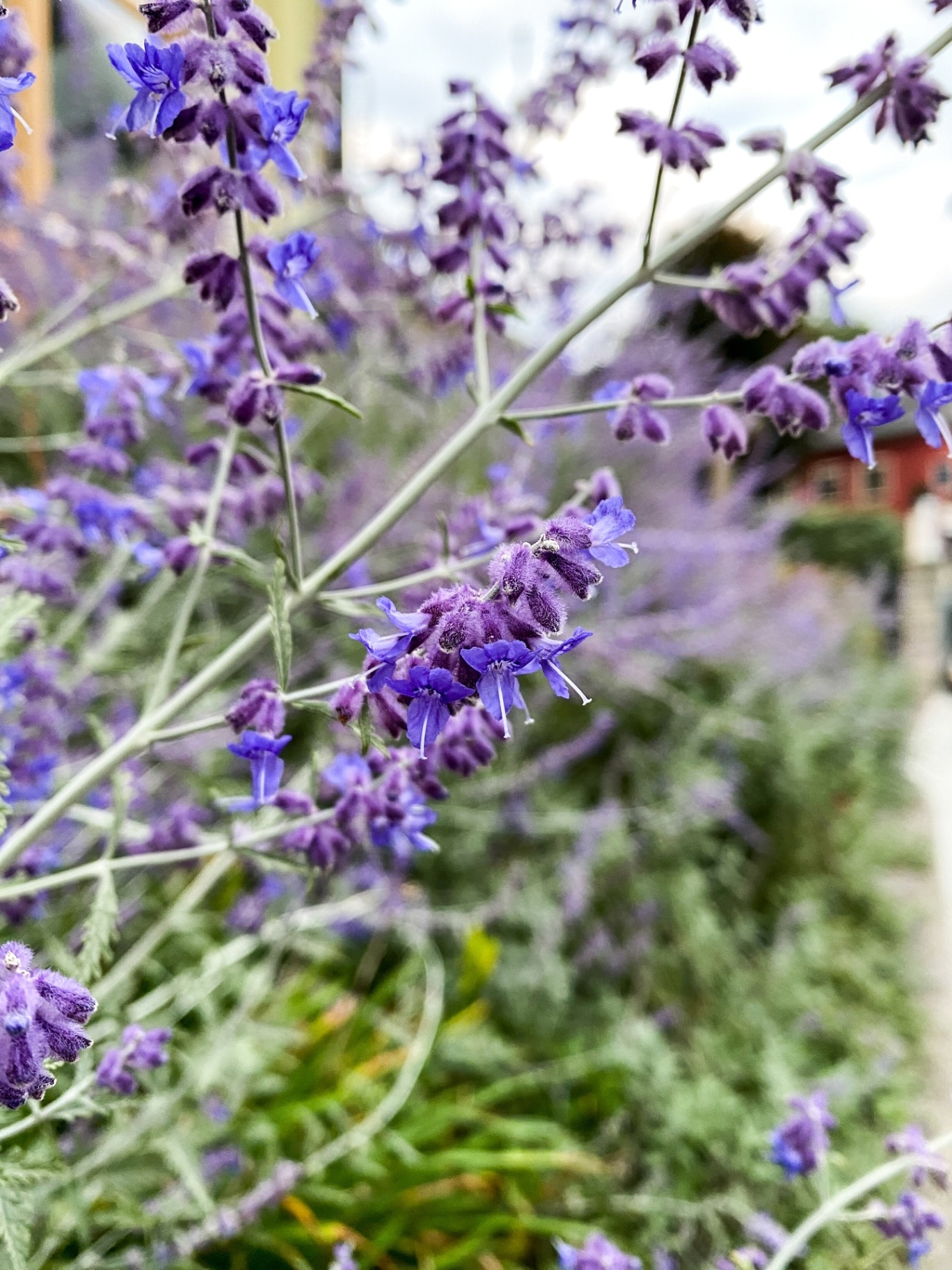 Russian sage, or Perovskia, species Perovskia atriplicifolia