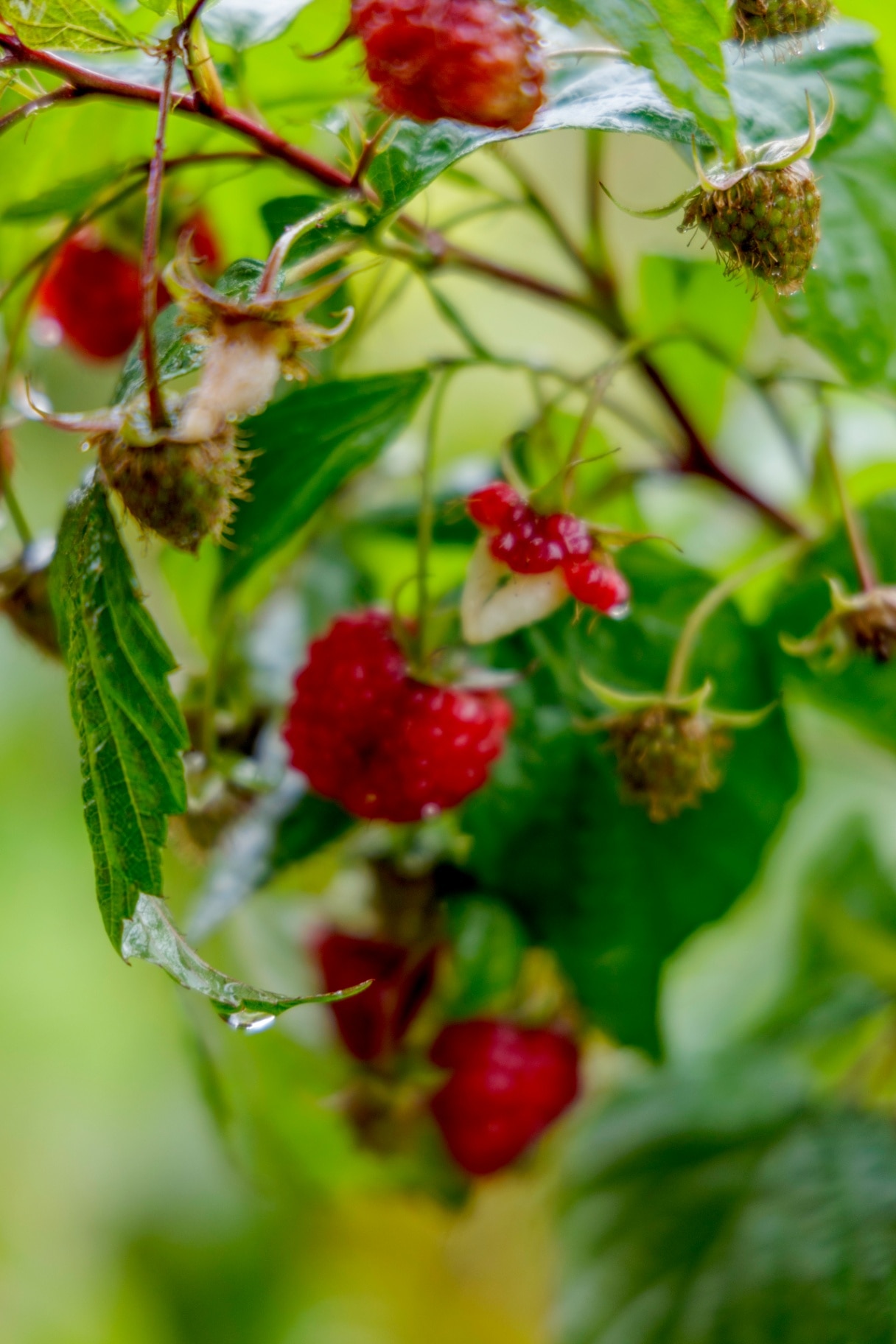 Macro shot of fresh garden raspberries after rain with water droplets