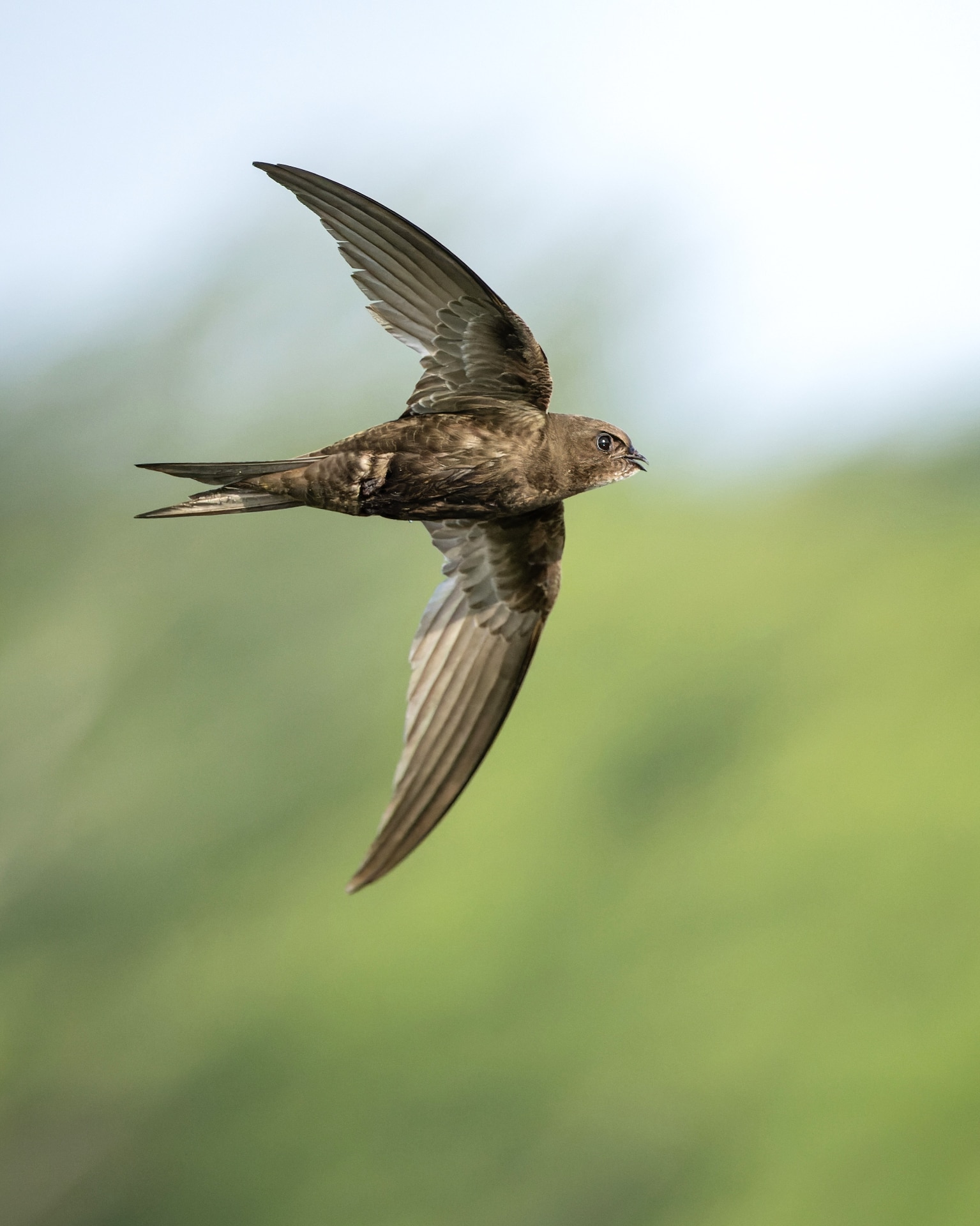 Common swift in flight