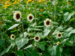 A close-up shot of a white sunflower in bloom during the summer