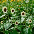 A close-up shot of a white sunflower in bloom during the summer