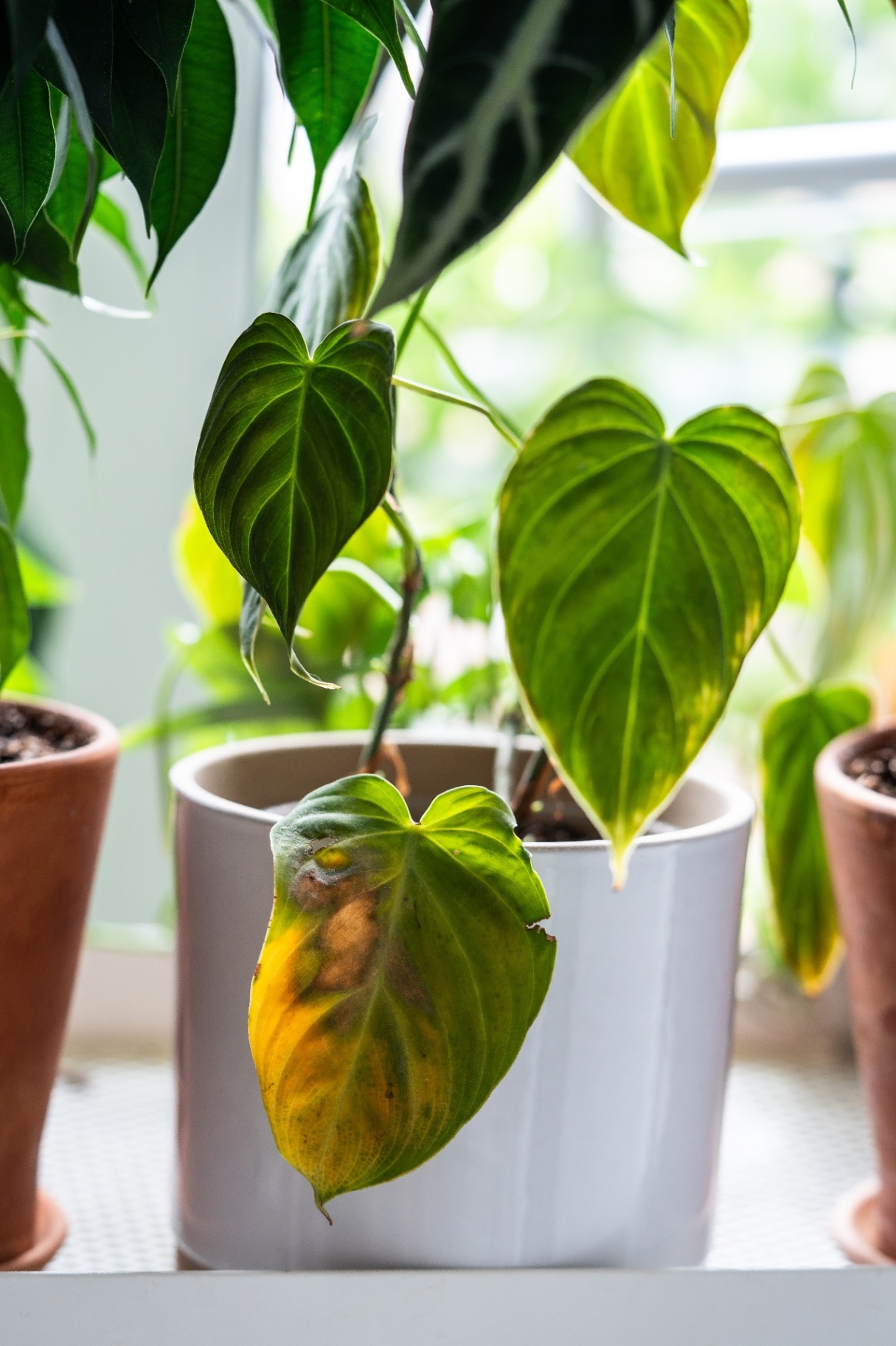 Houseplants with browning leaves
