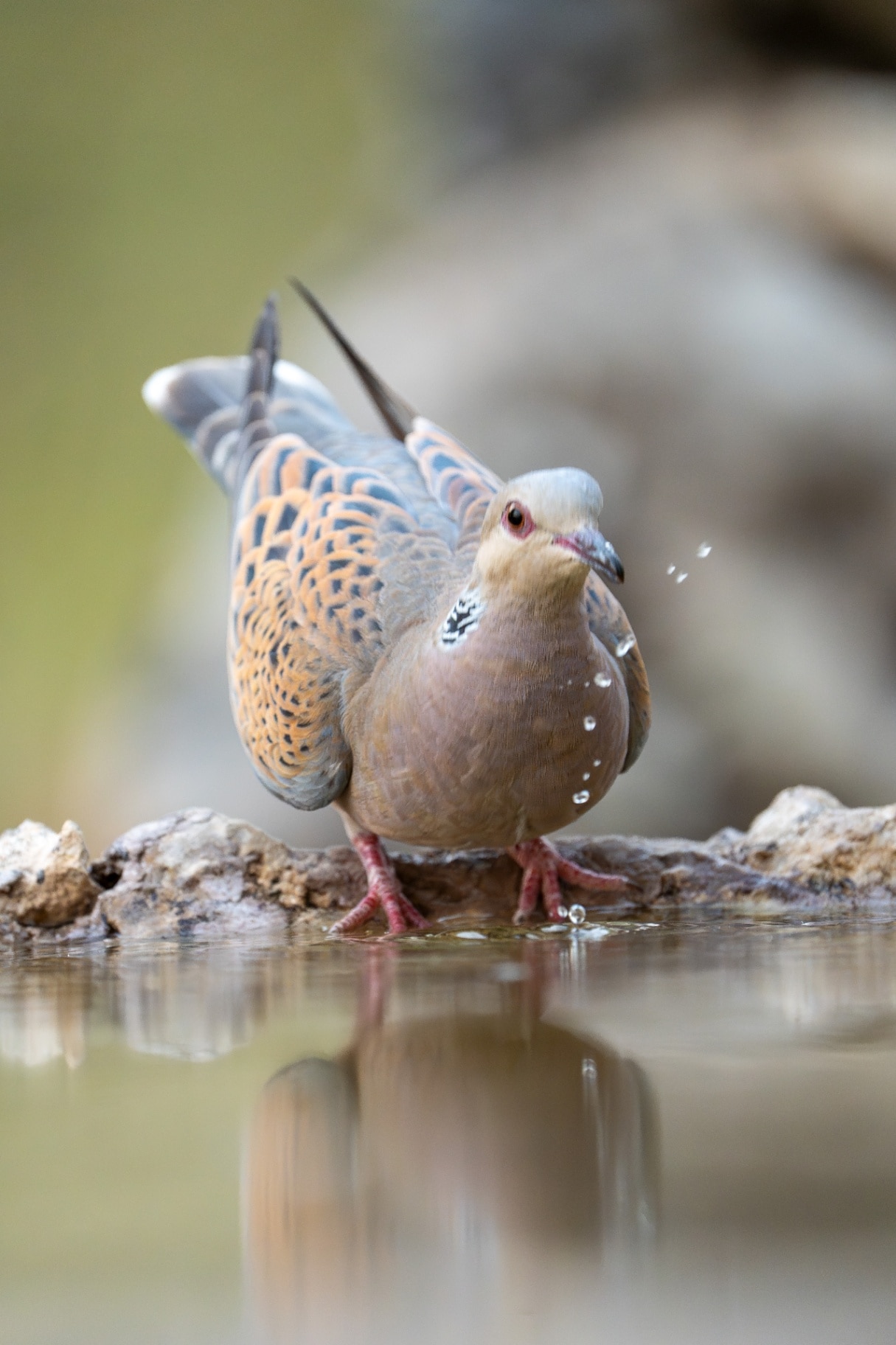 European turtle dove (Streptopelia turtur) photographed in Spain