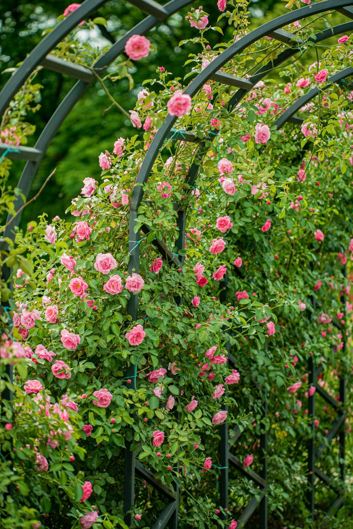 Vibrant pink roses drape gracefully over a garden arch, creating a picturesque scene in spring.