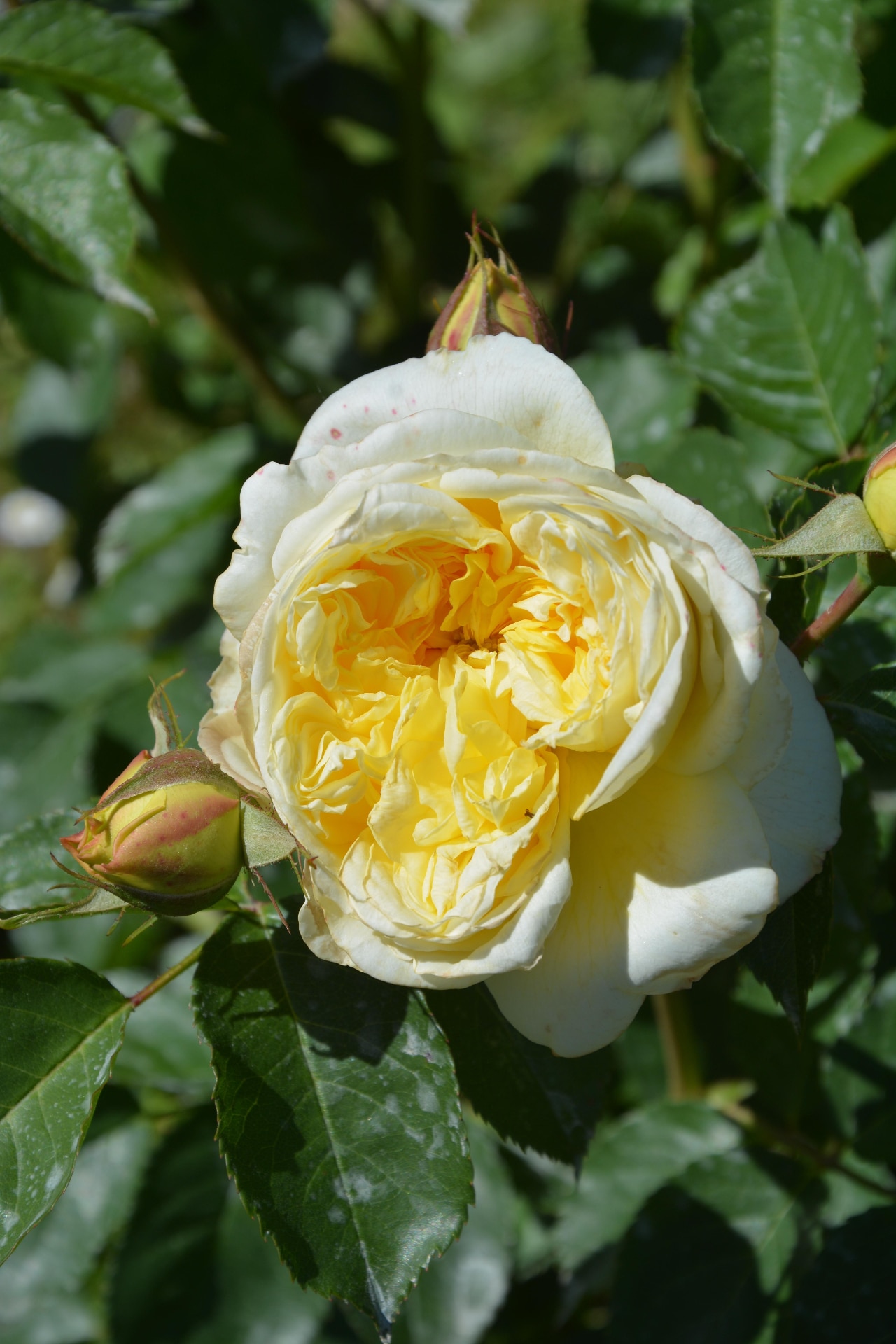 Rosa 'The Pilgrim'; rose, rose with yellow double blossoms